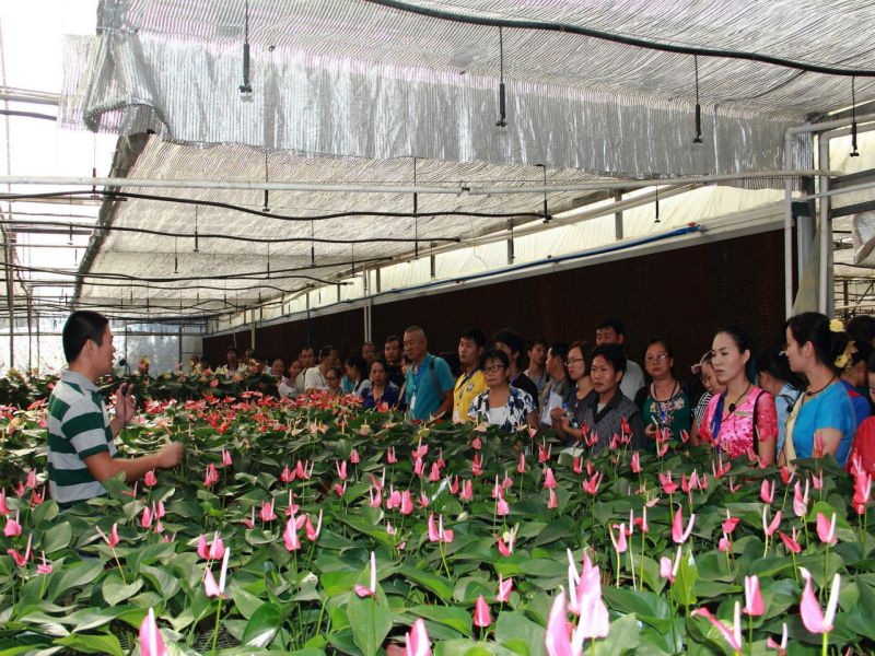 云花热带花卉生产技术培训红掌繁育现场交流