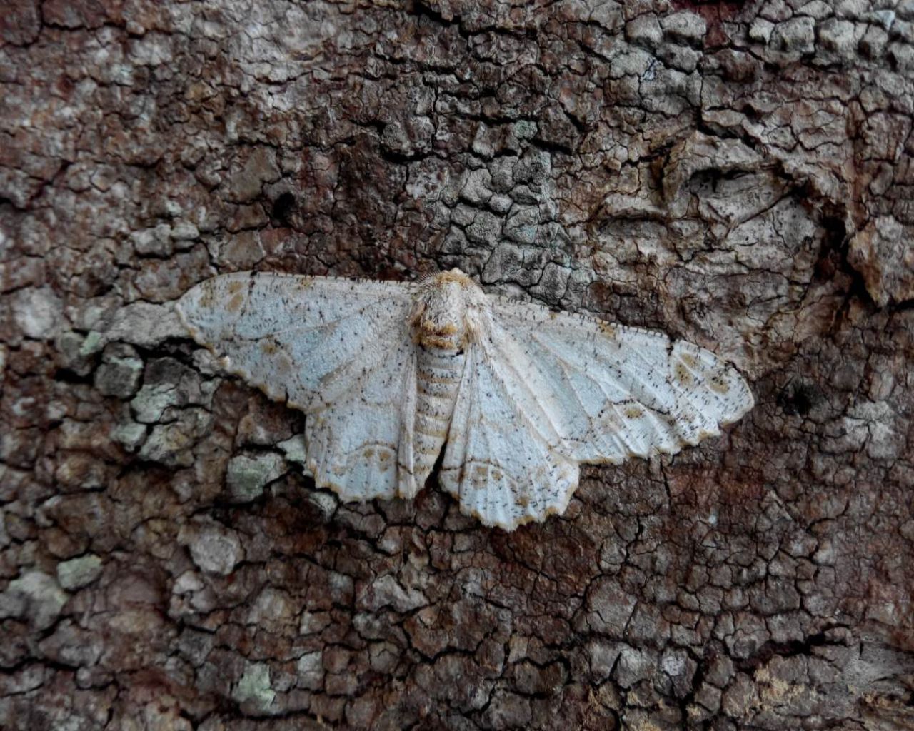 步虫,量尺虫,拱背虫,柴棍虫,属鳞翅目lepidoptera,尺蛾科geometridae