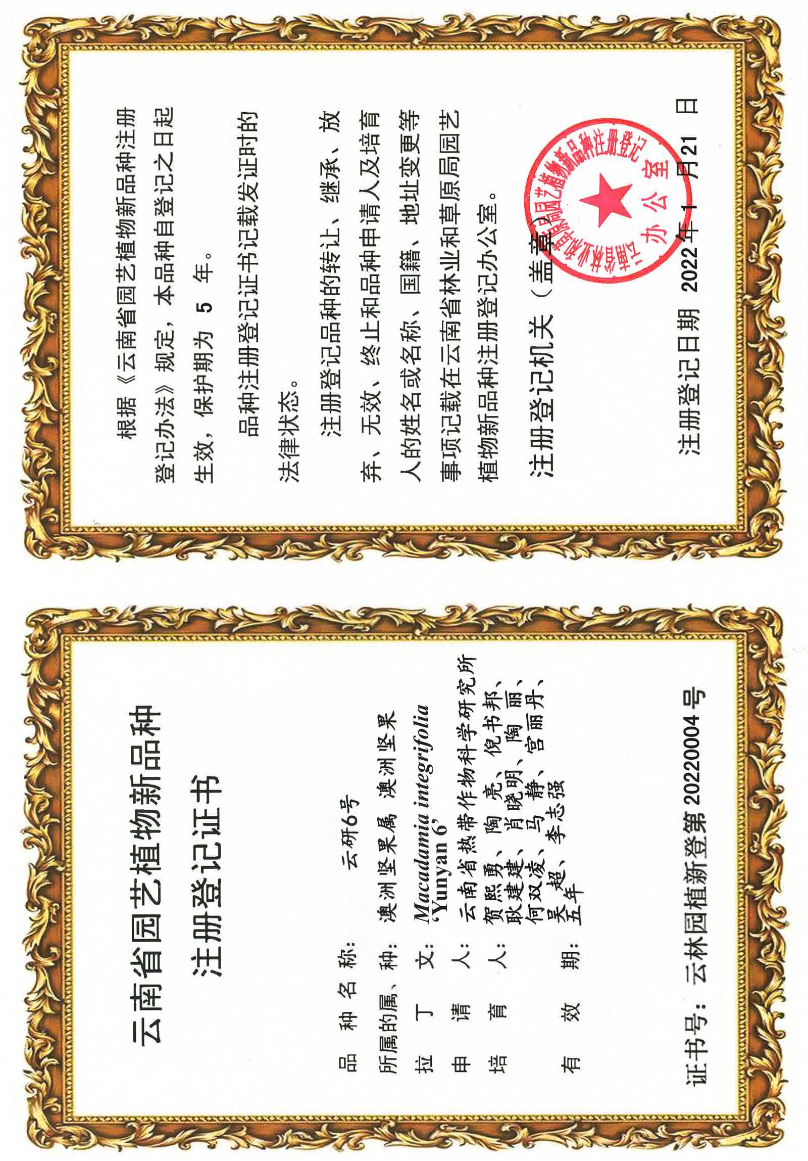植物新品种云研6号注册登记证书.jpg