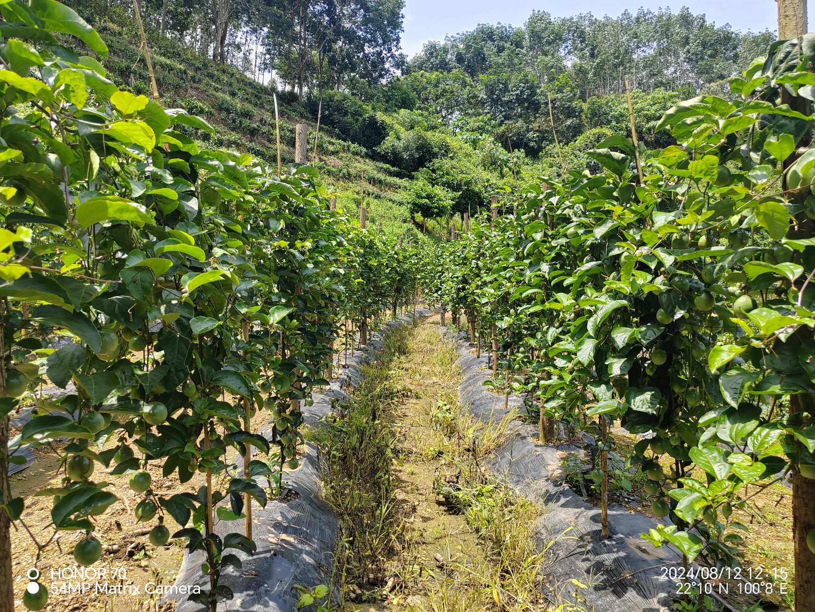 西番莲示范基地