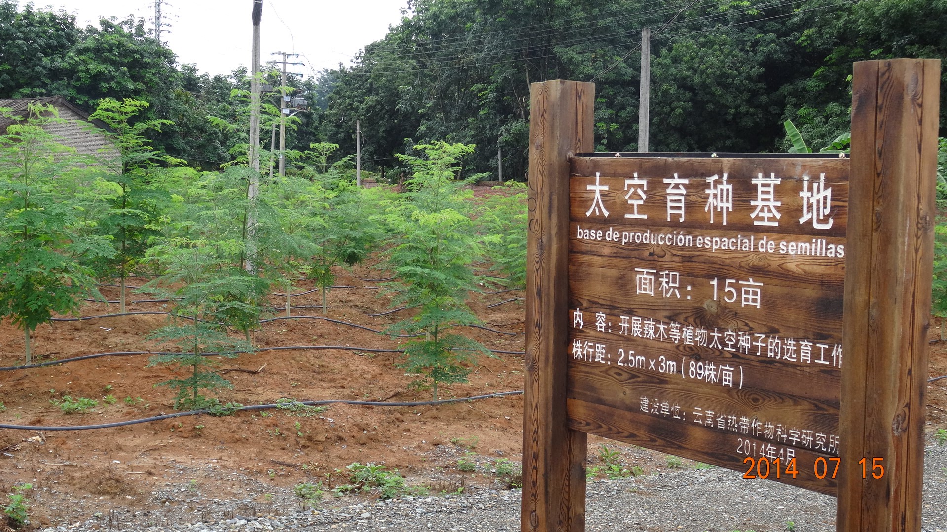 辣木太空育苗基地