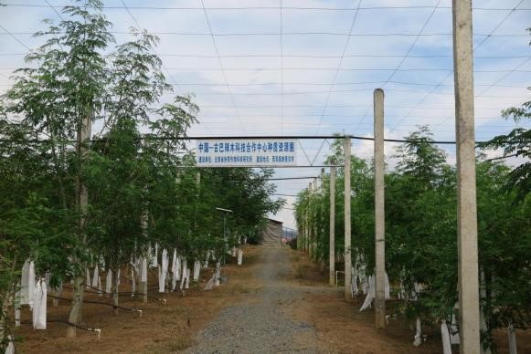 辣木种质资源圃