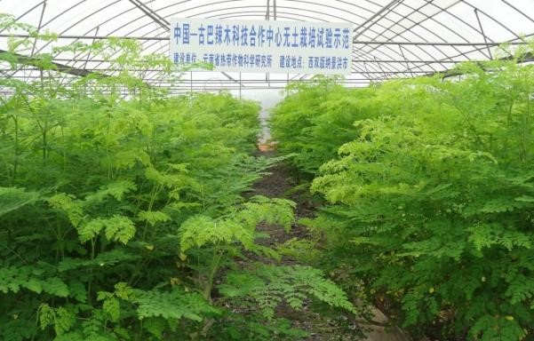 大棚辣木栽培示范基地