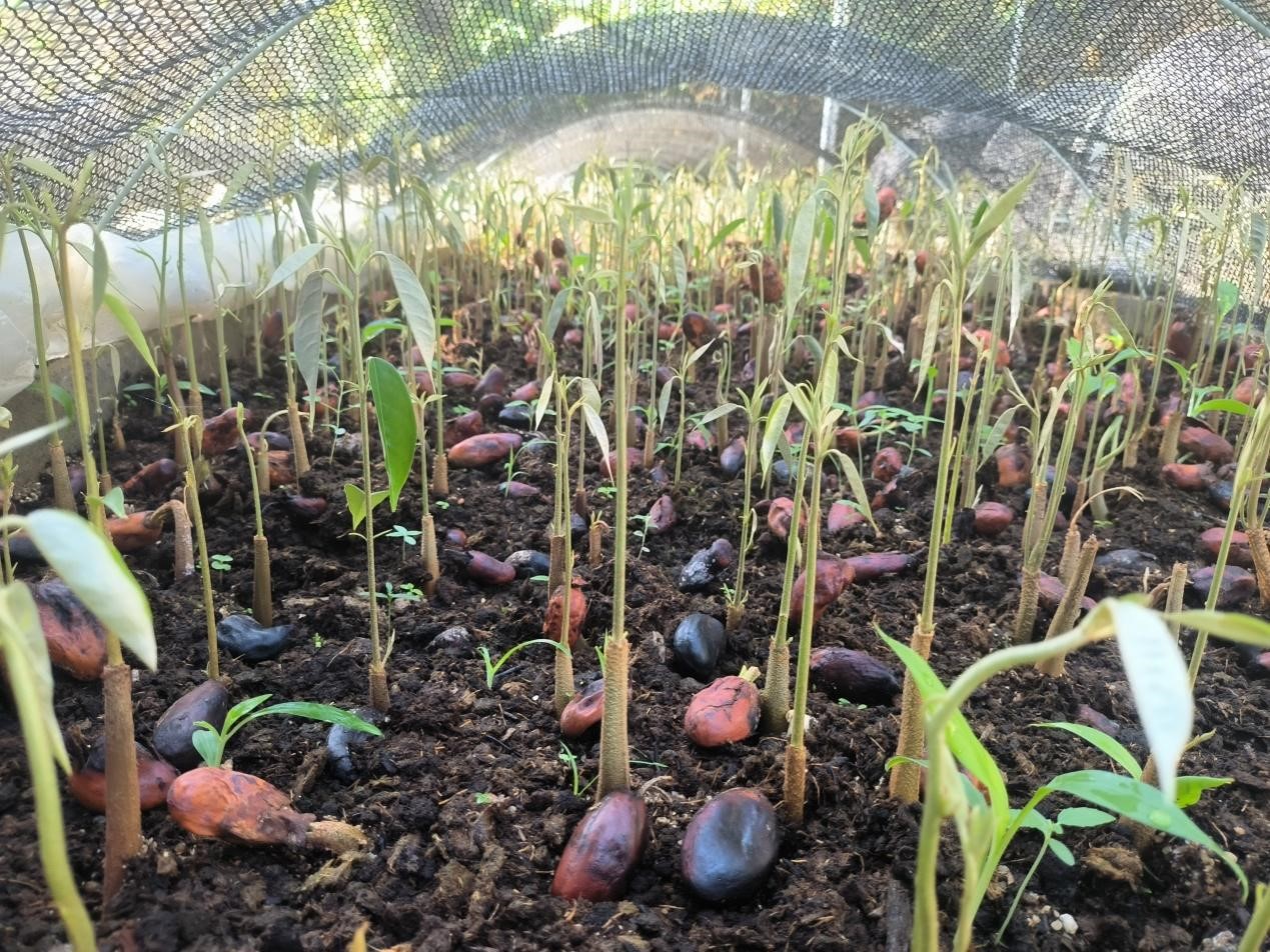 “高、新、奇、特、优”种质种苗扩繁