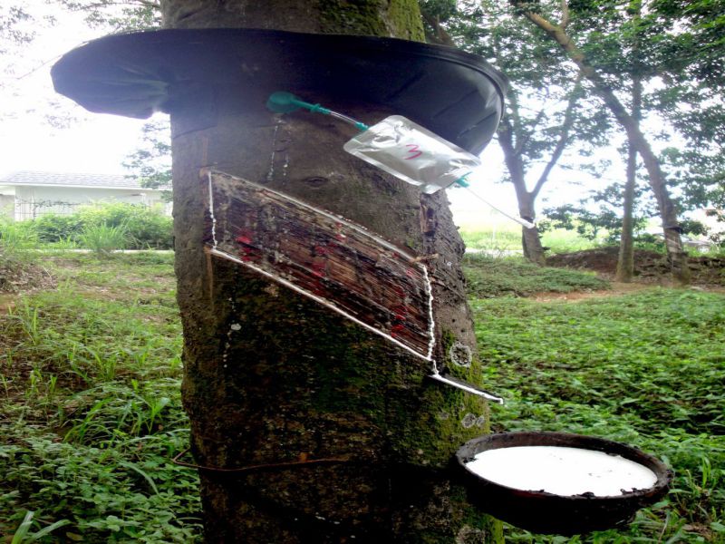 橡胶树气刺微割高效采胶技术