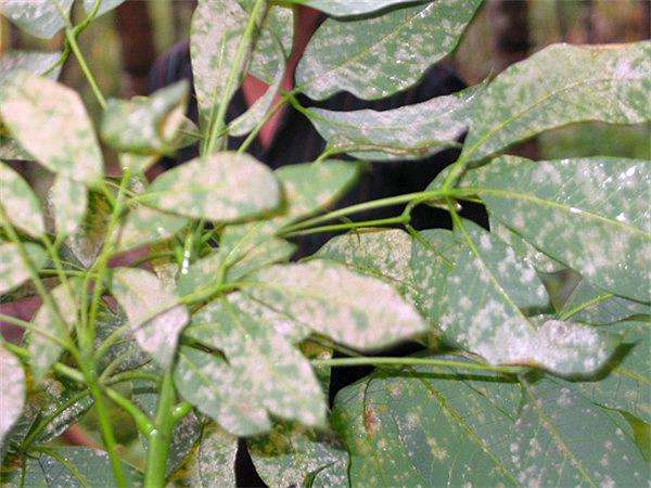 橡胶树白粉病叶片