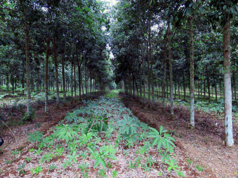 间种珠芽黄魔芋