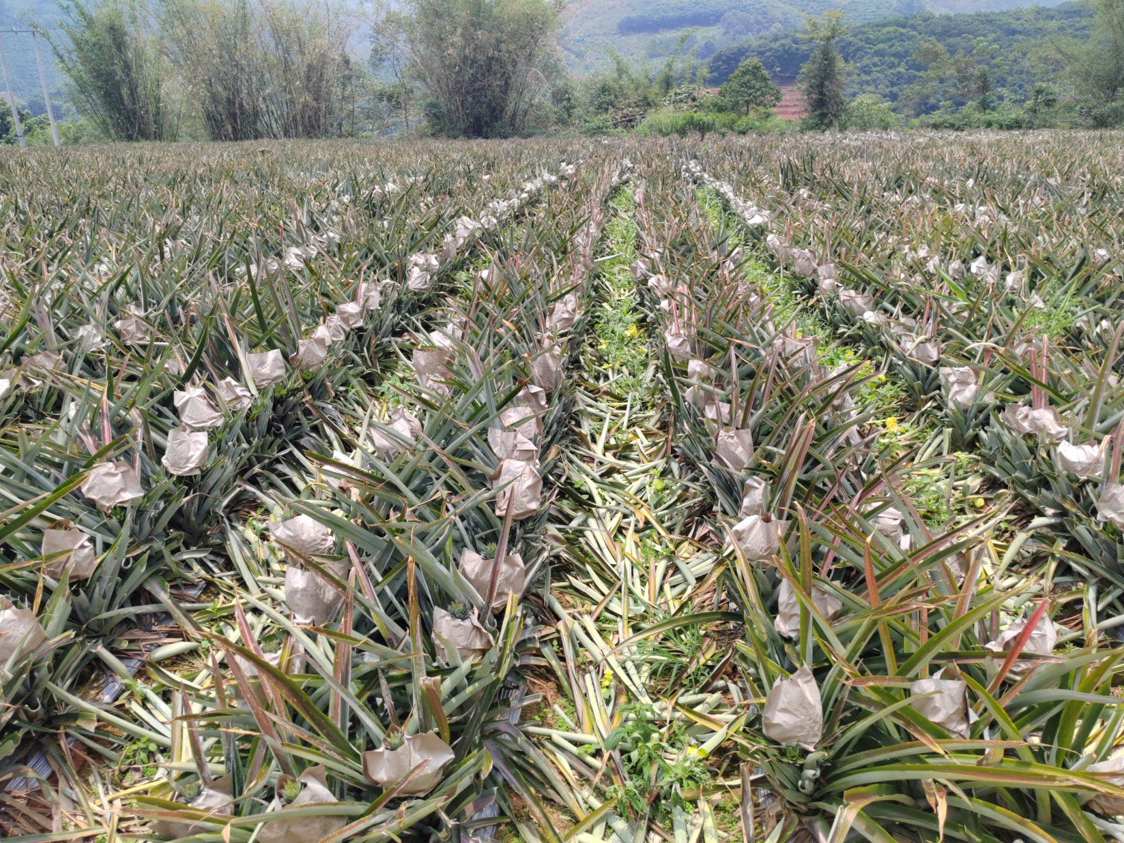 菠萝高效栽培示范基地