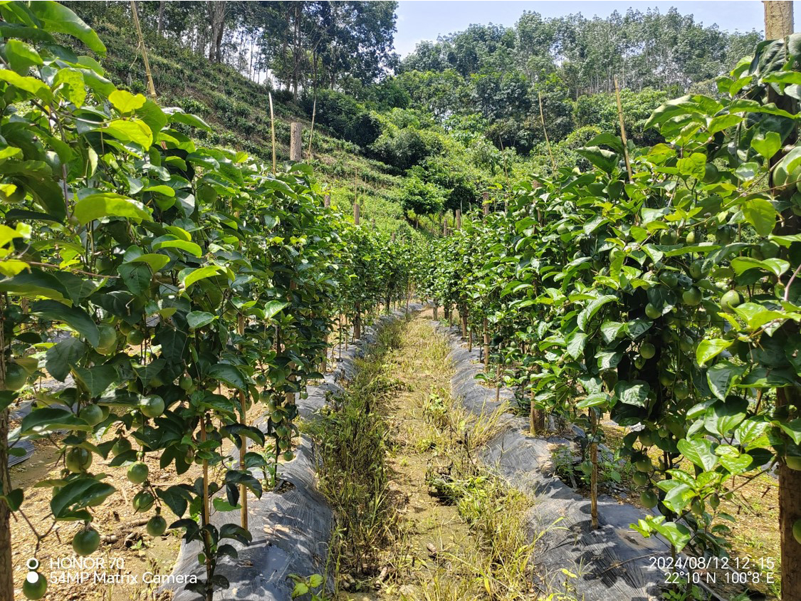 西番莲高校栽培示范园