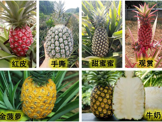 菠萝新品种