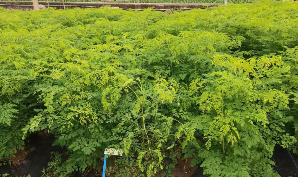 d217d5df11a4dc6b0349593887a30a14