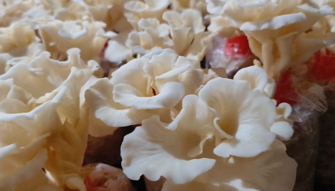 d217d5df11a4dc6b0349593887a30a14