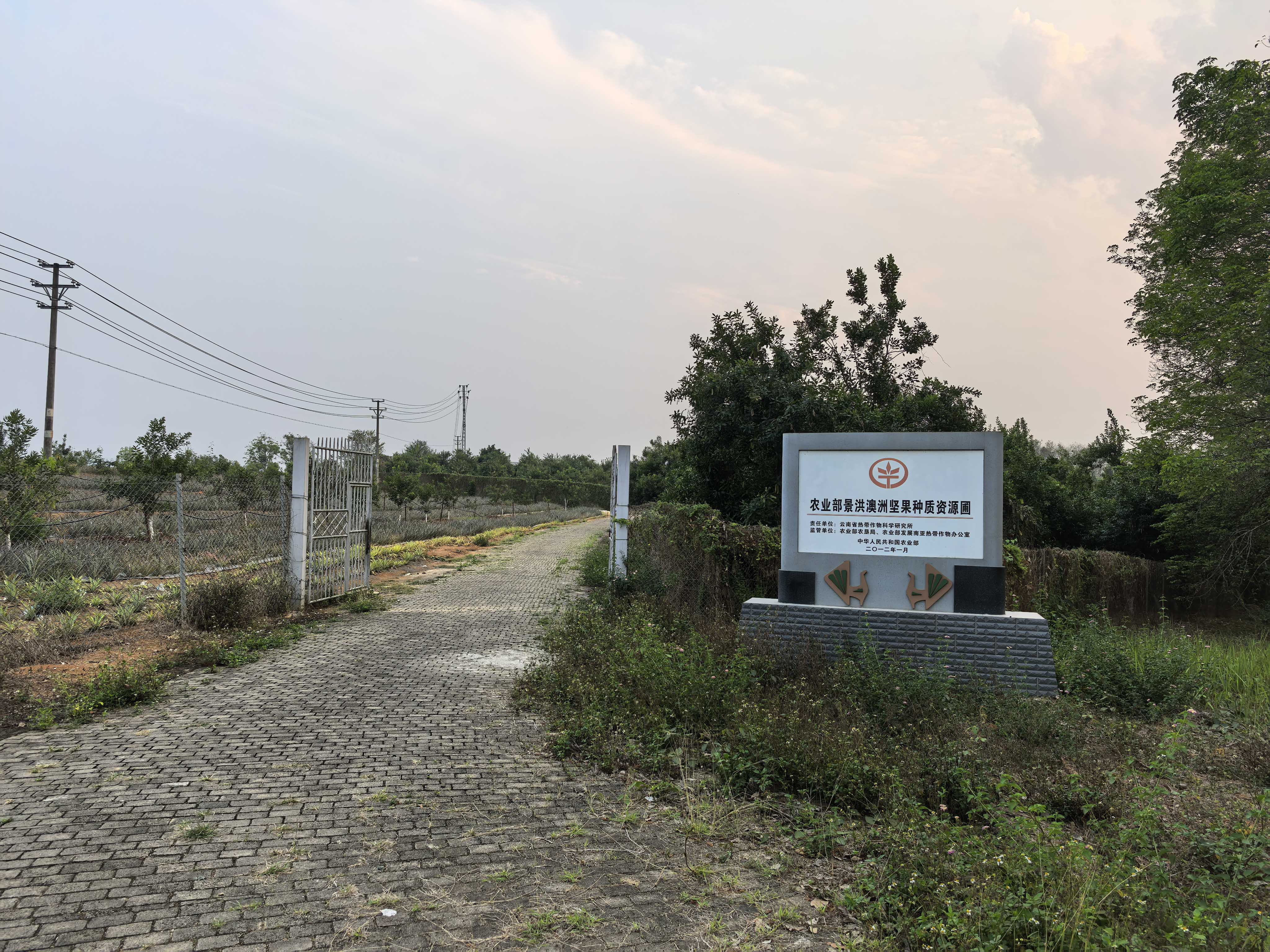 农业部景洪澳洲坚果种质资源圃