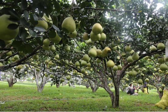 柚子高效栽培示范基地
