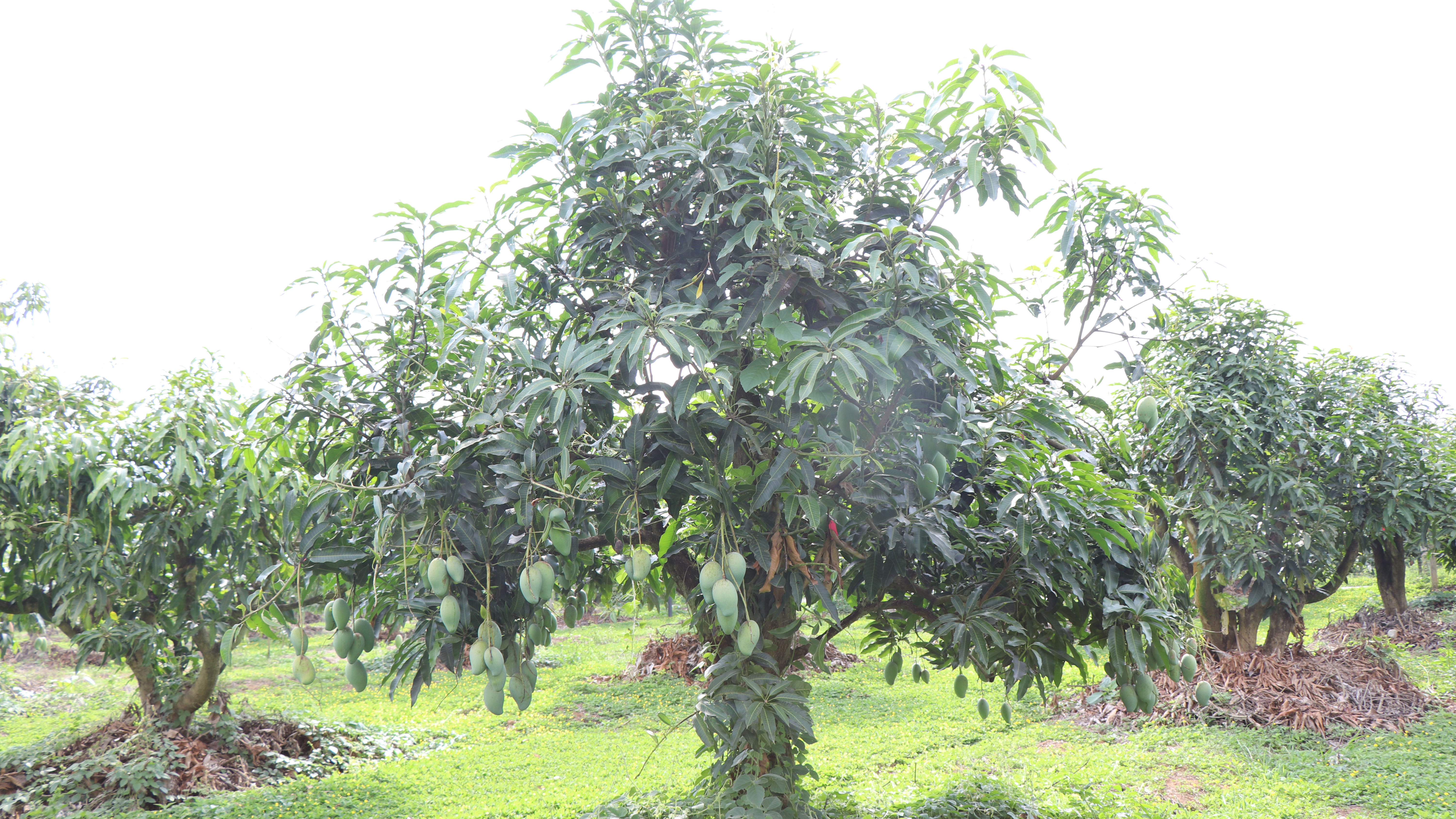 芒果圃实地照