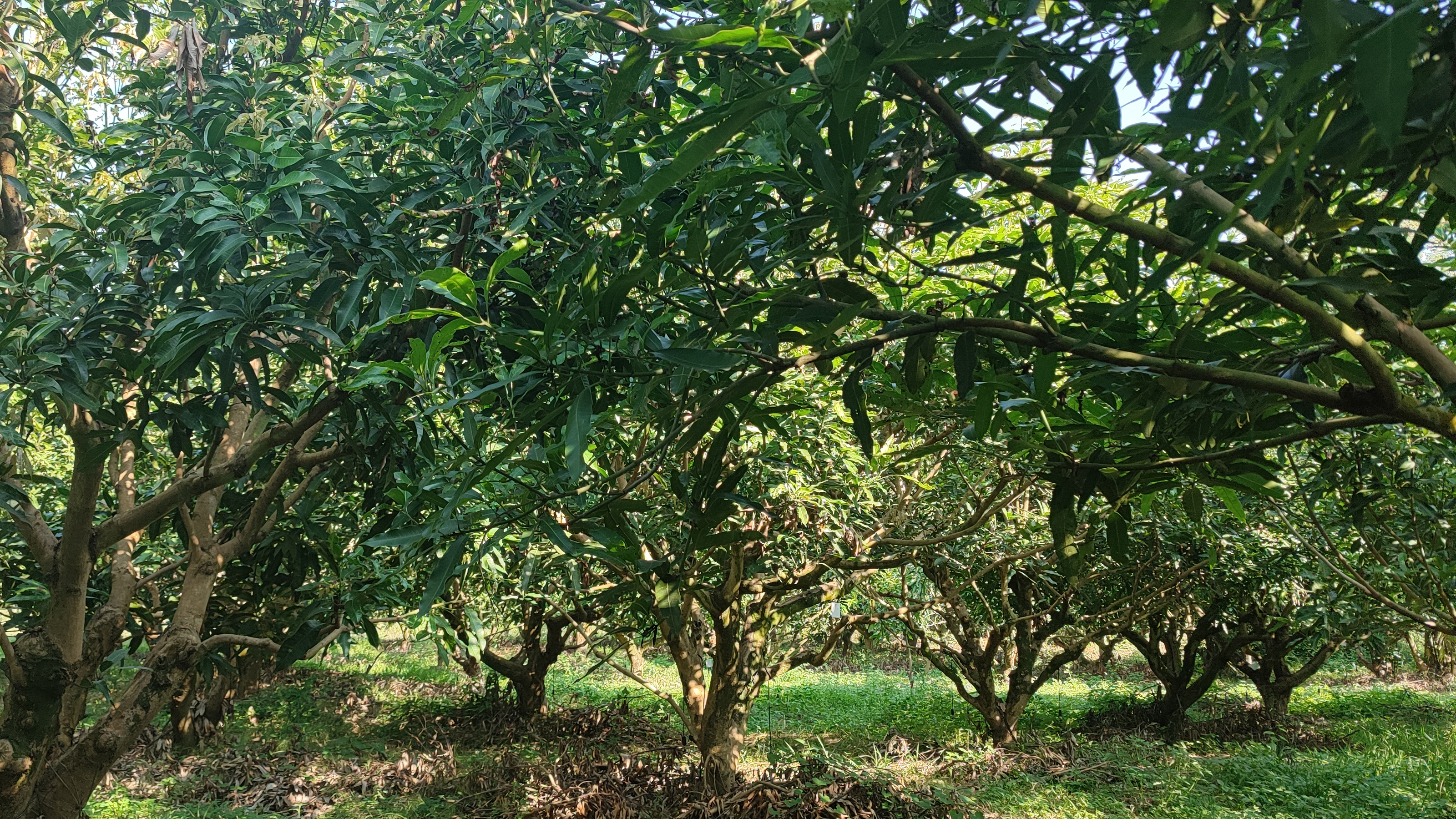 芒果圃实地照