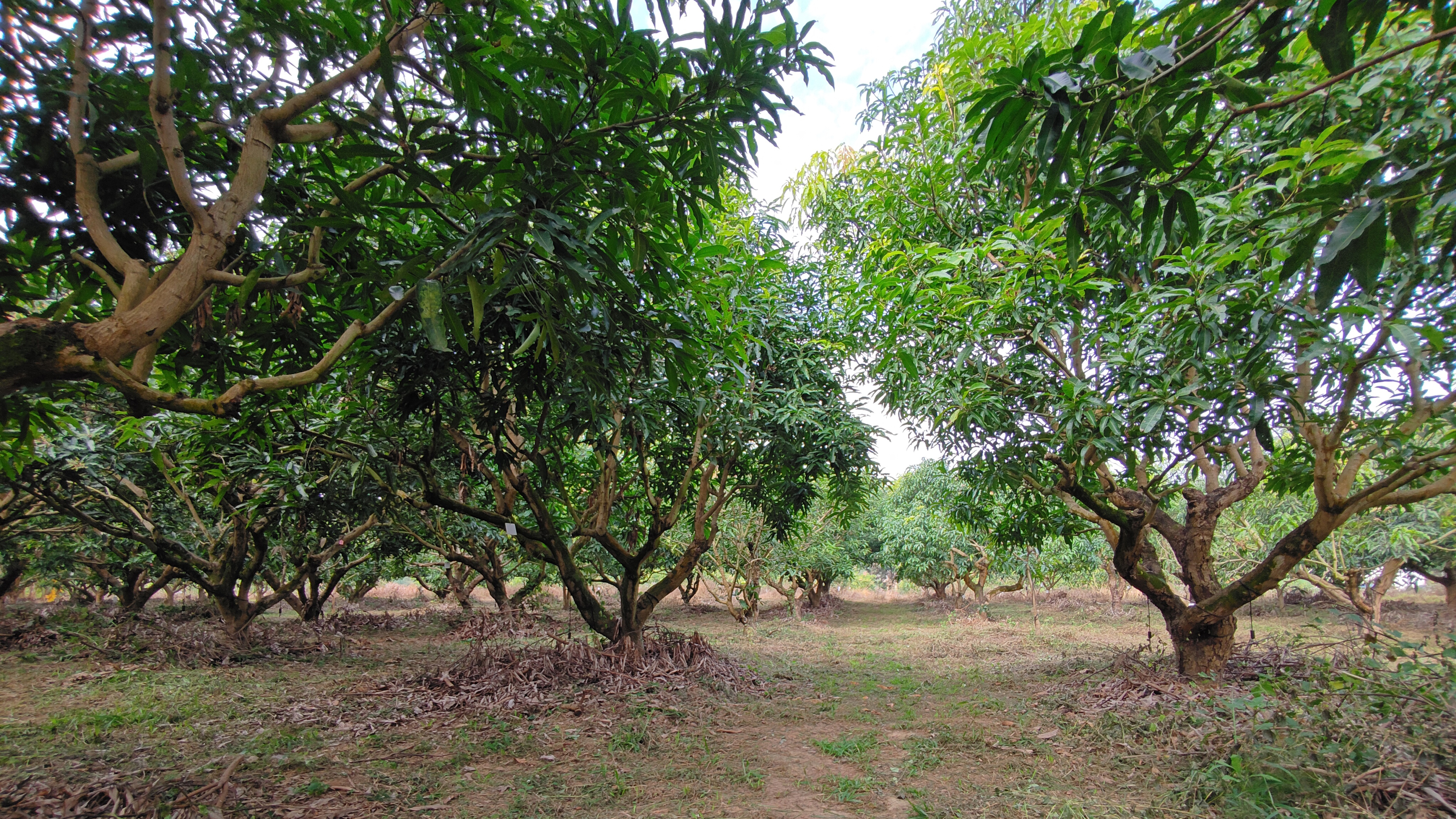 芒果圃实地照