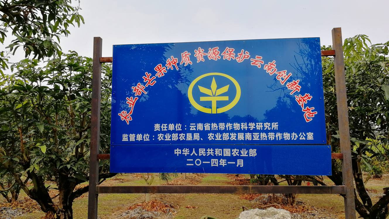 农业部芒果种质资源保护云南创新基地