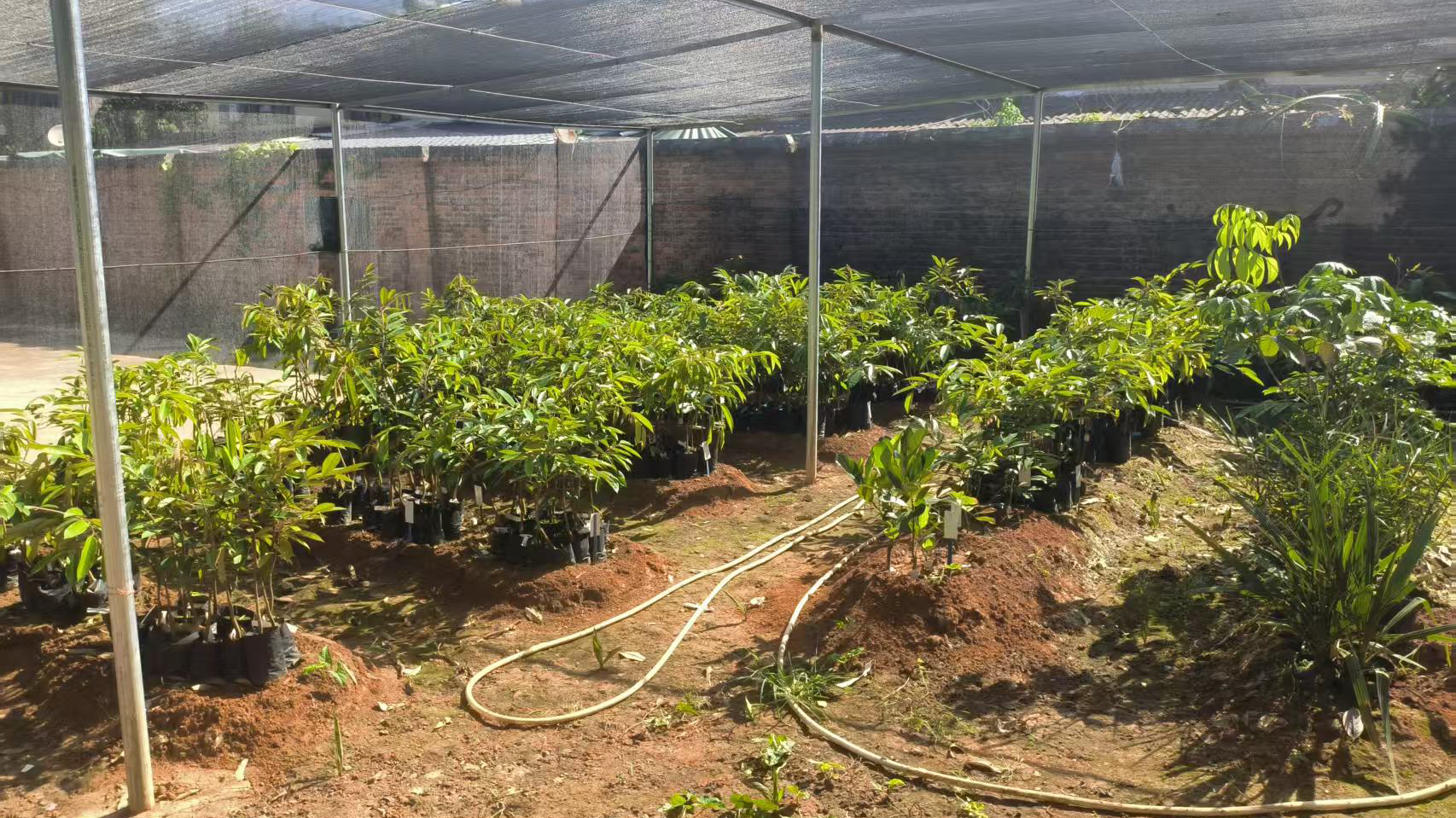 引进的各类种质资源