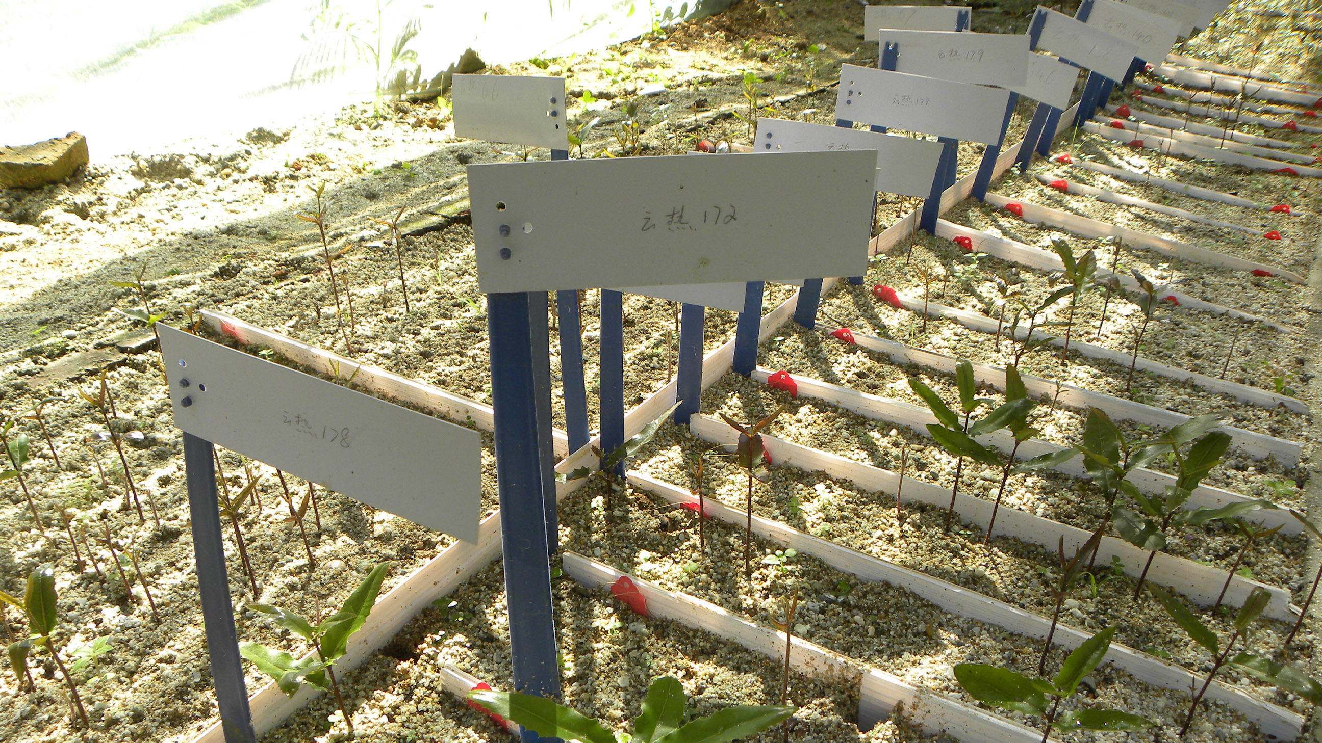 澳洲坚果品种选育