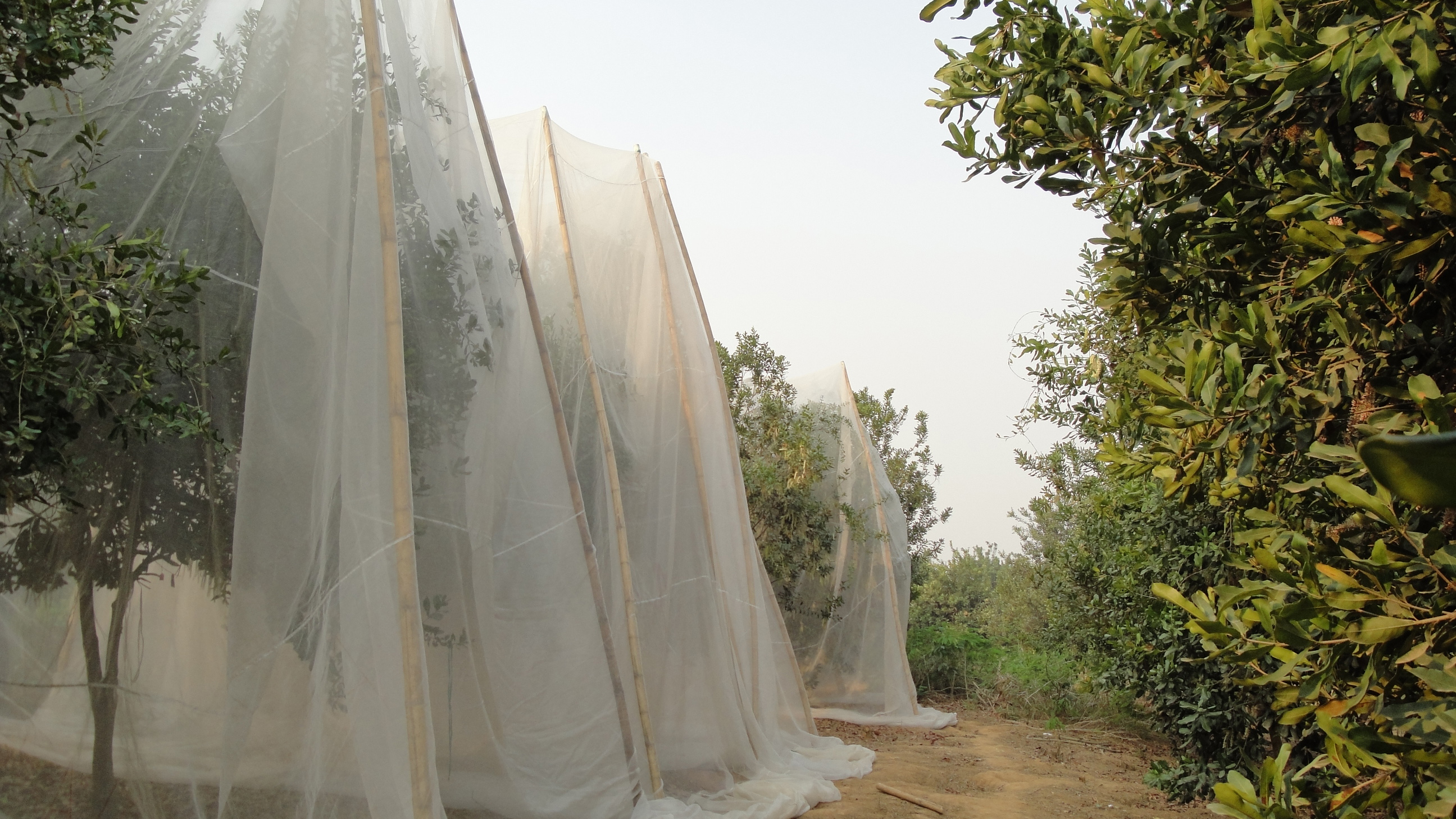 澳洲坚果品种选育