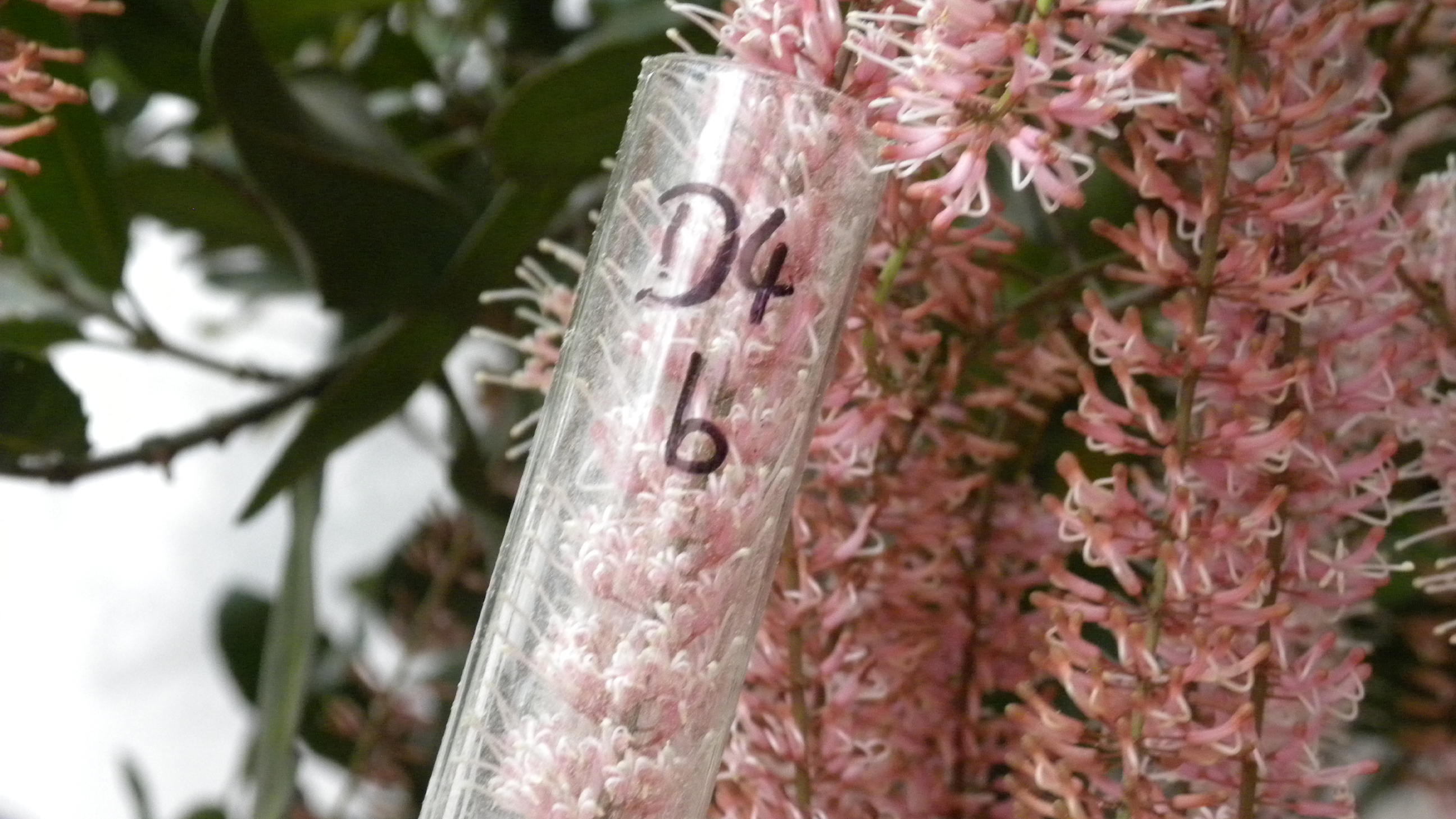 澳洲坚果品种选育