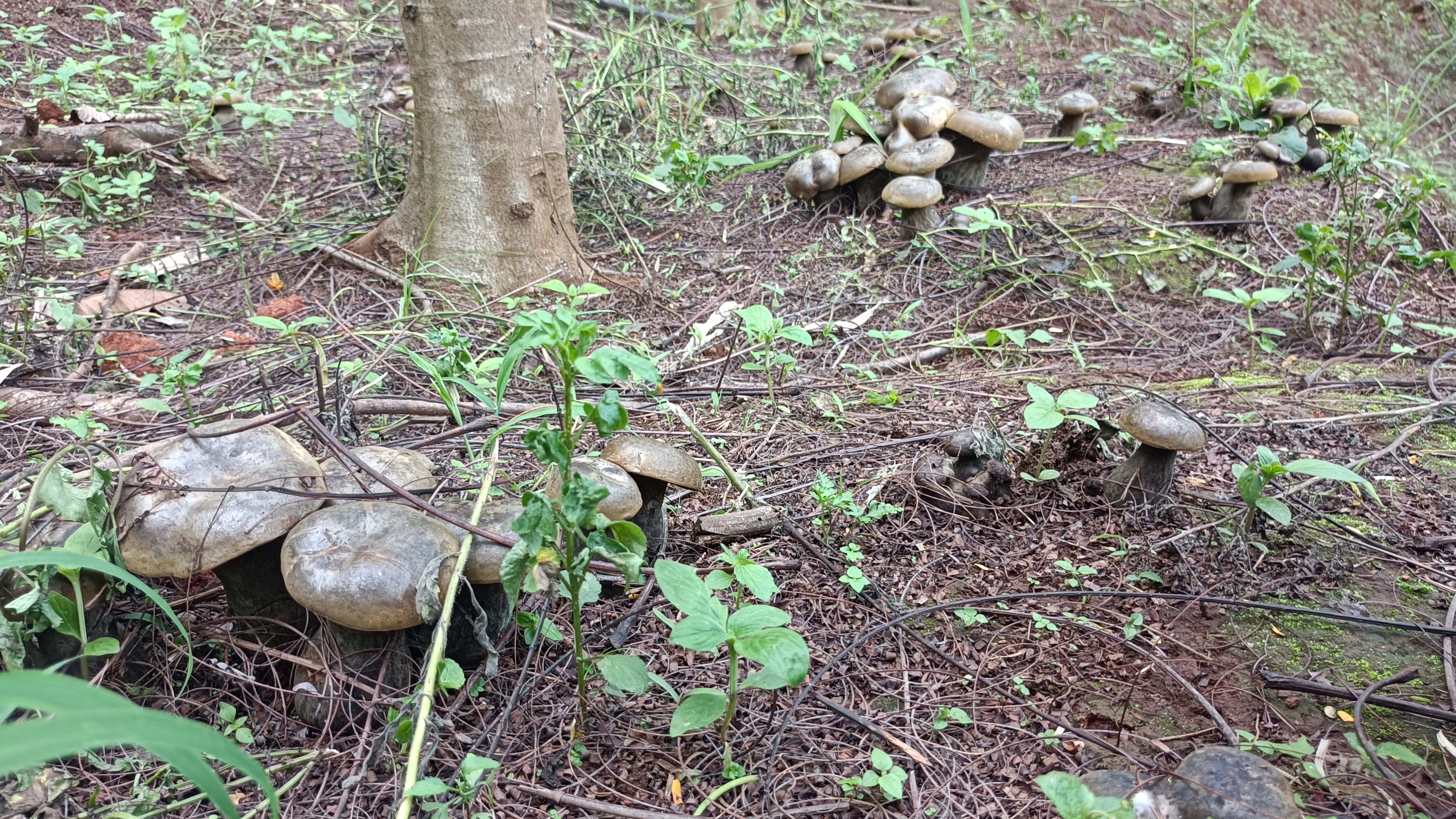凤凰木林下栽培暗褐脉柄牛肝菌