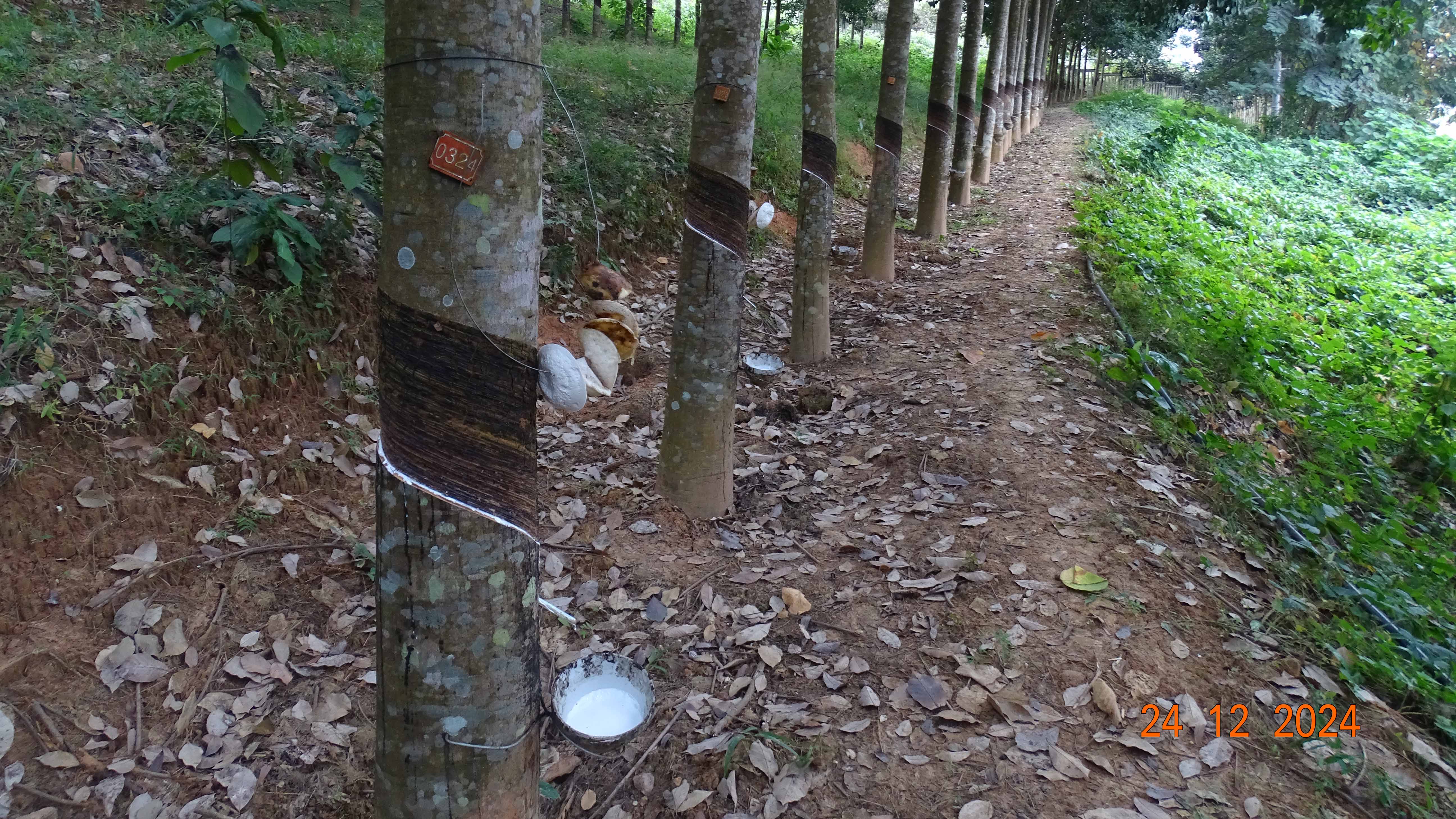 橡胶树品种群体产量