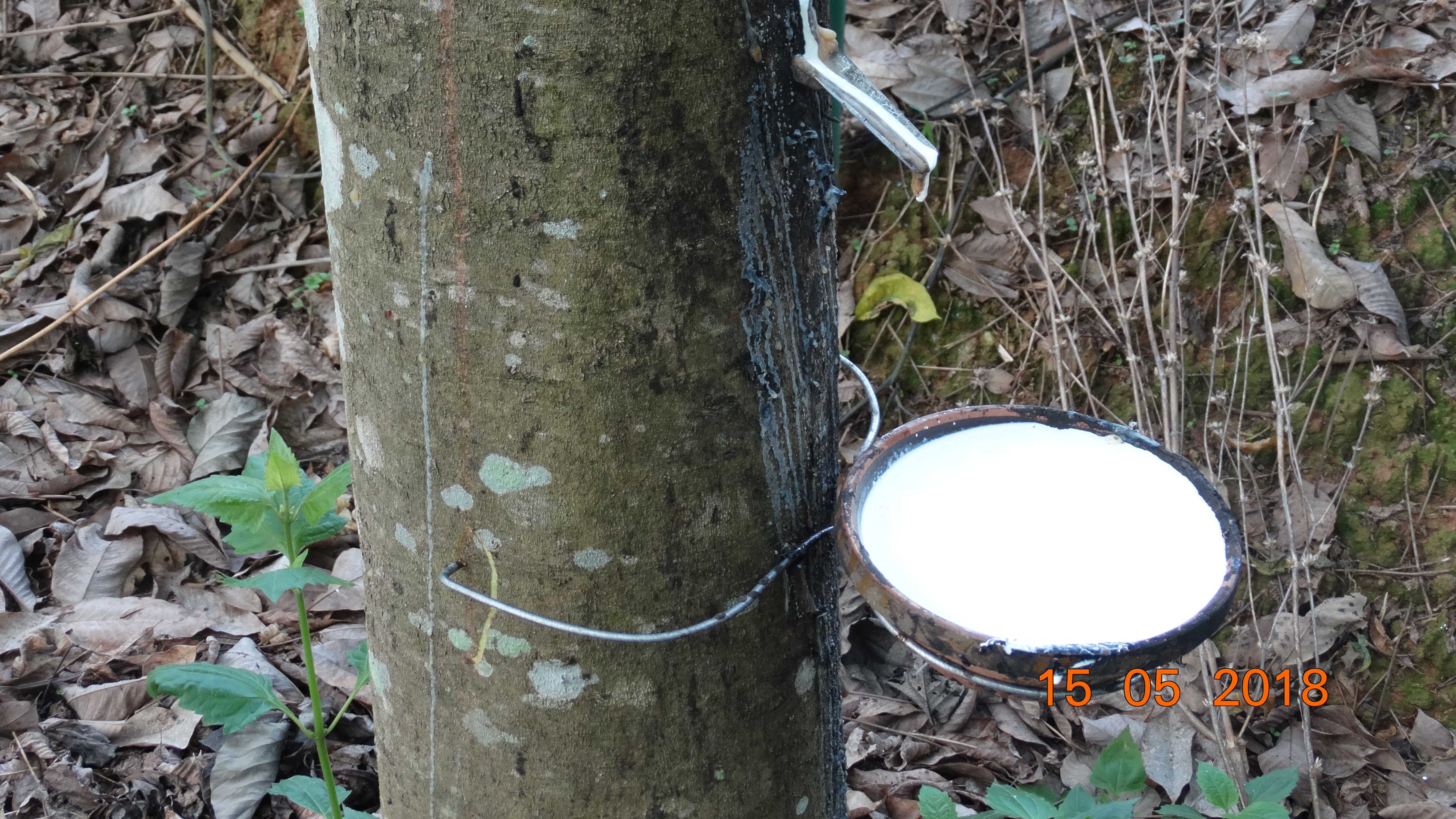 橡胶树品种单株产量