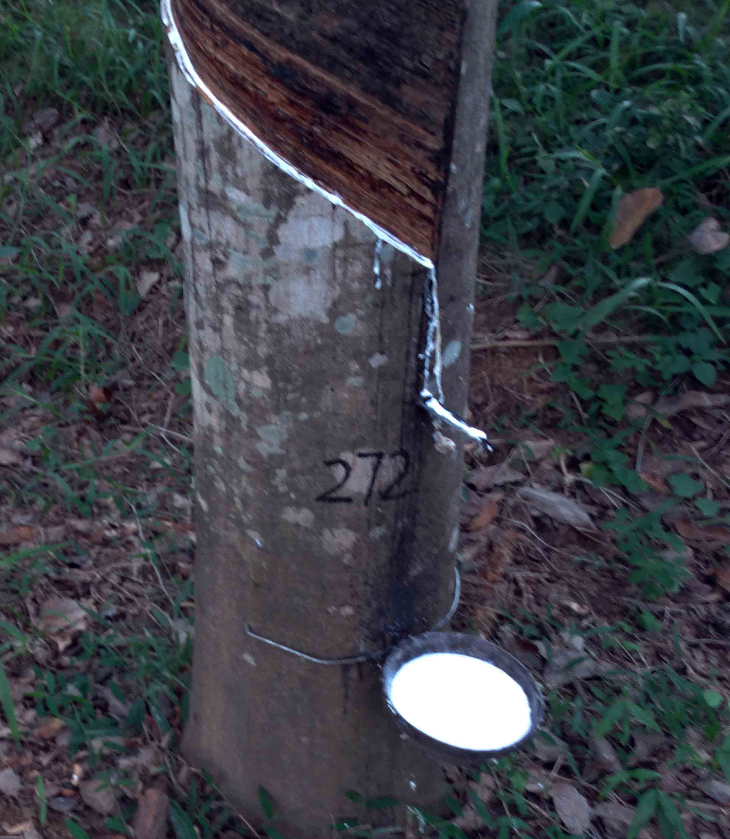 云研272单株产量