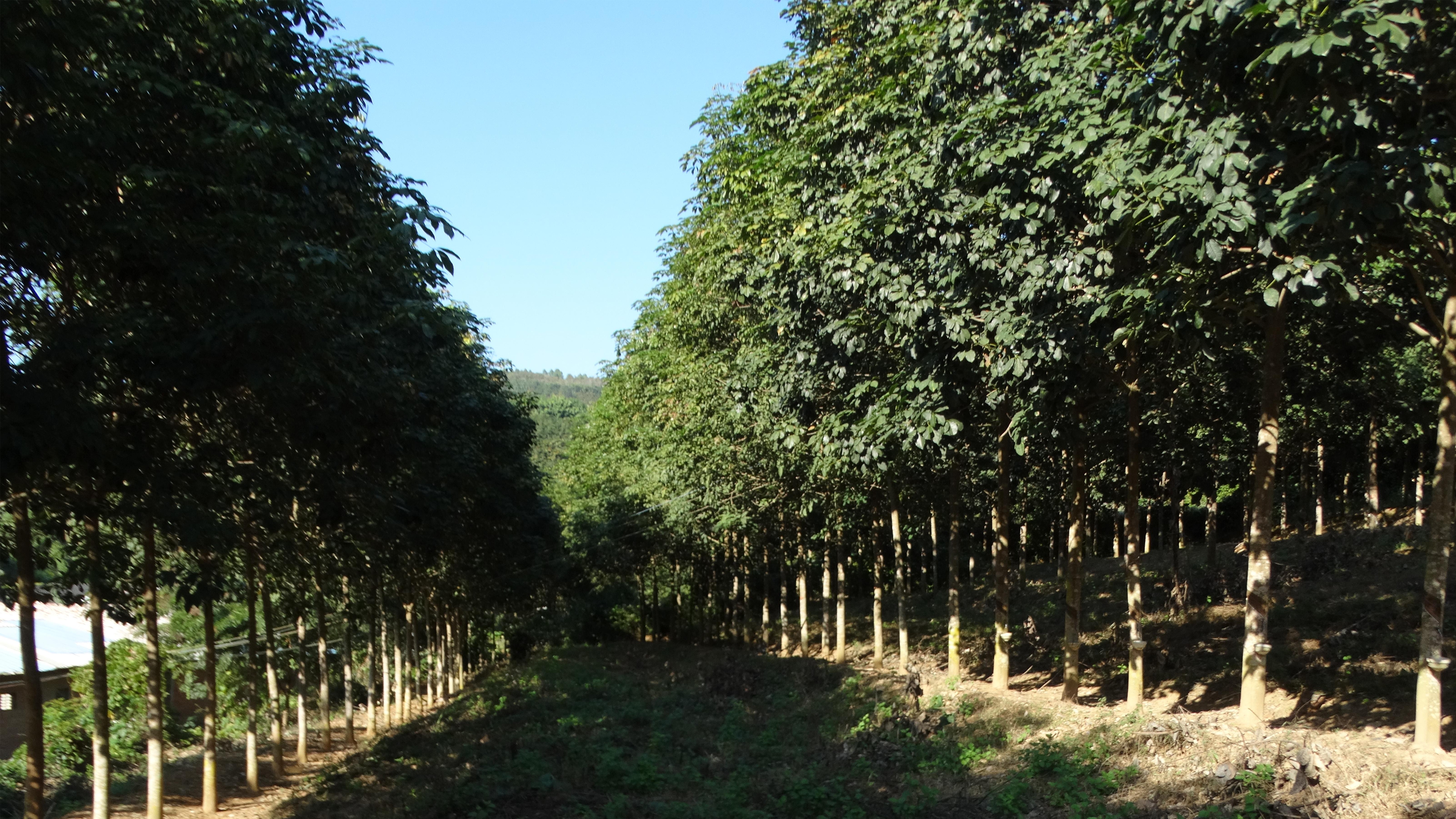 云研272无性系品种