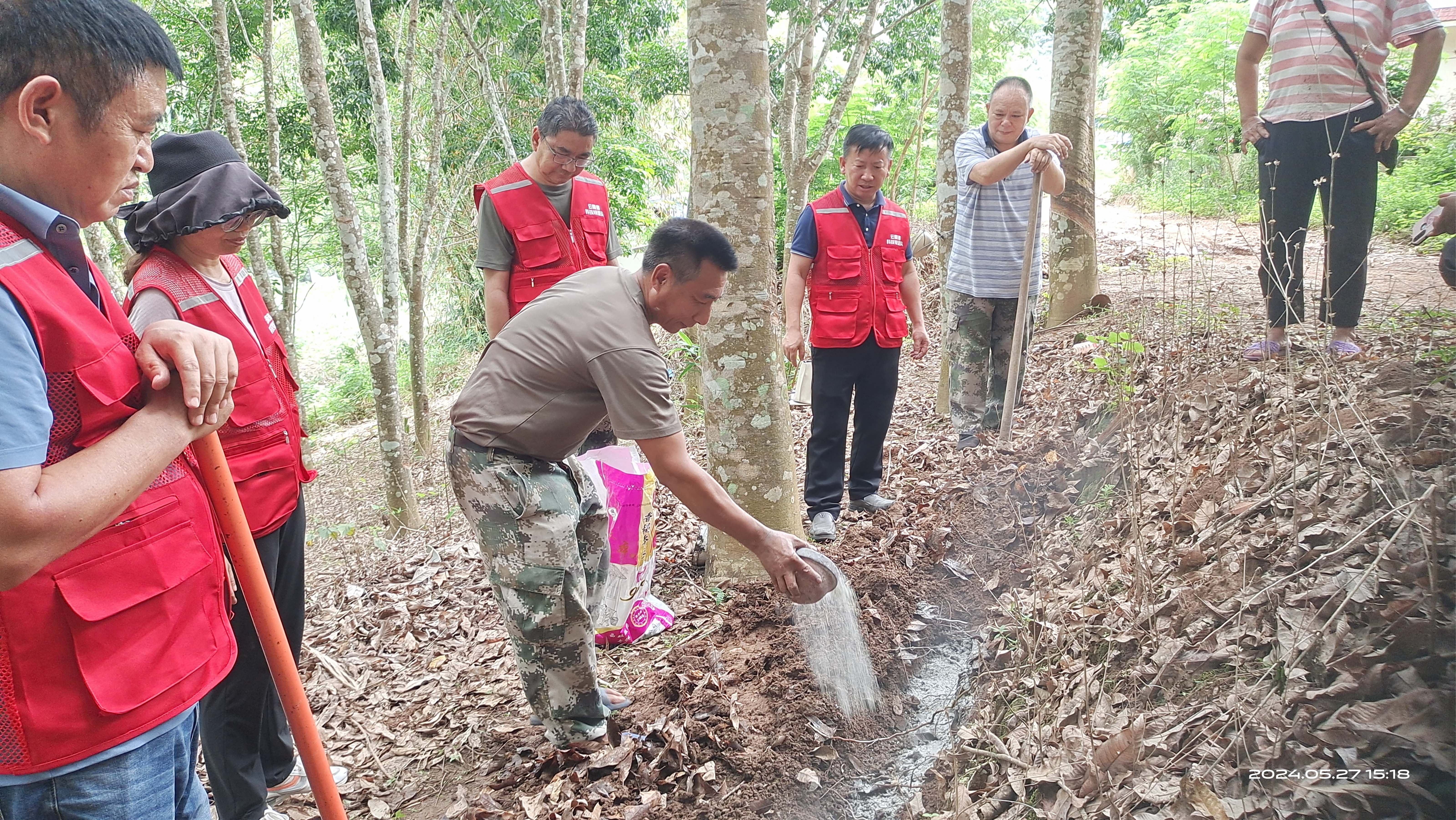 橡胶树配方施肥