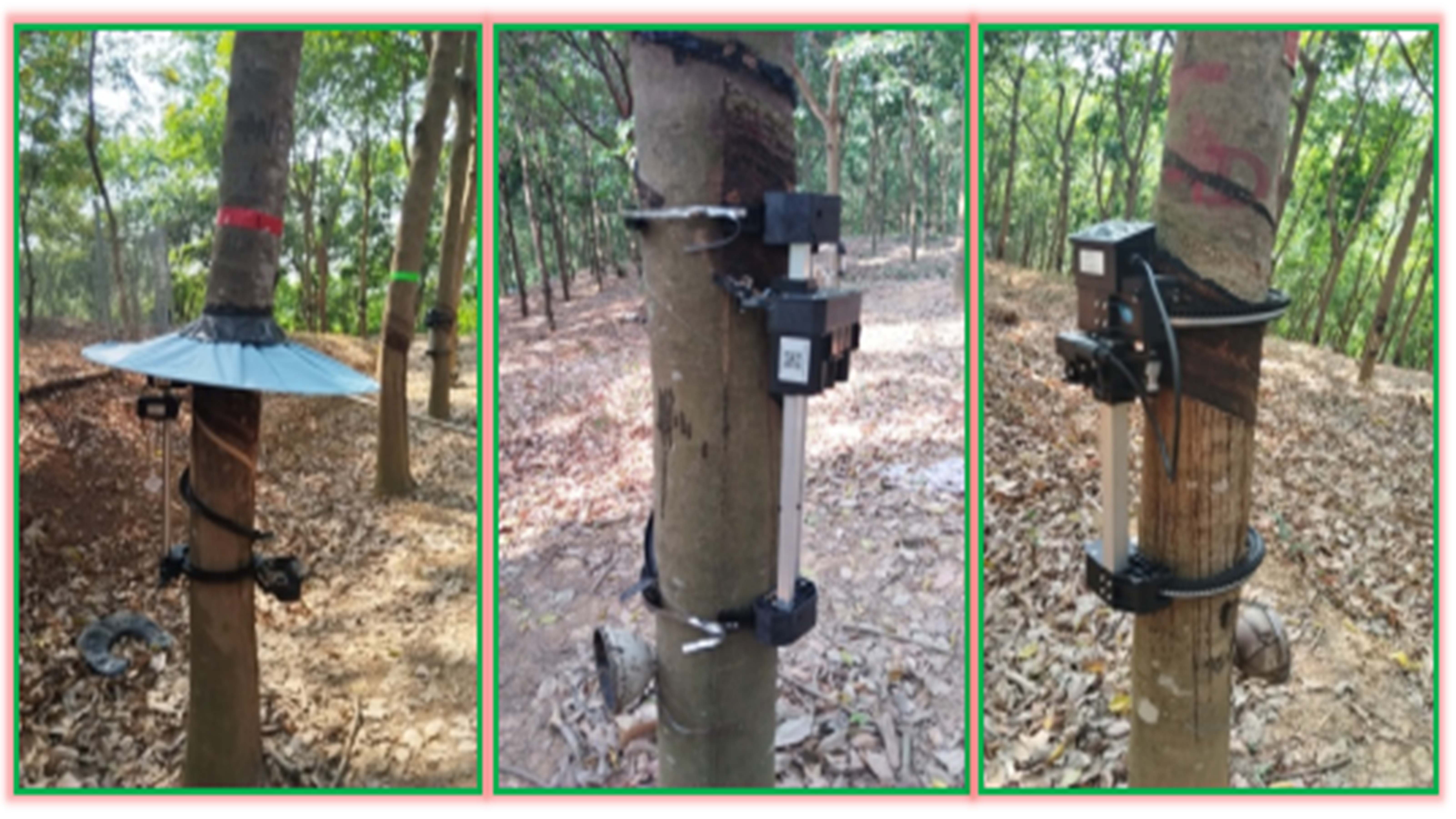 橡胶树机械采胶