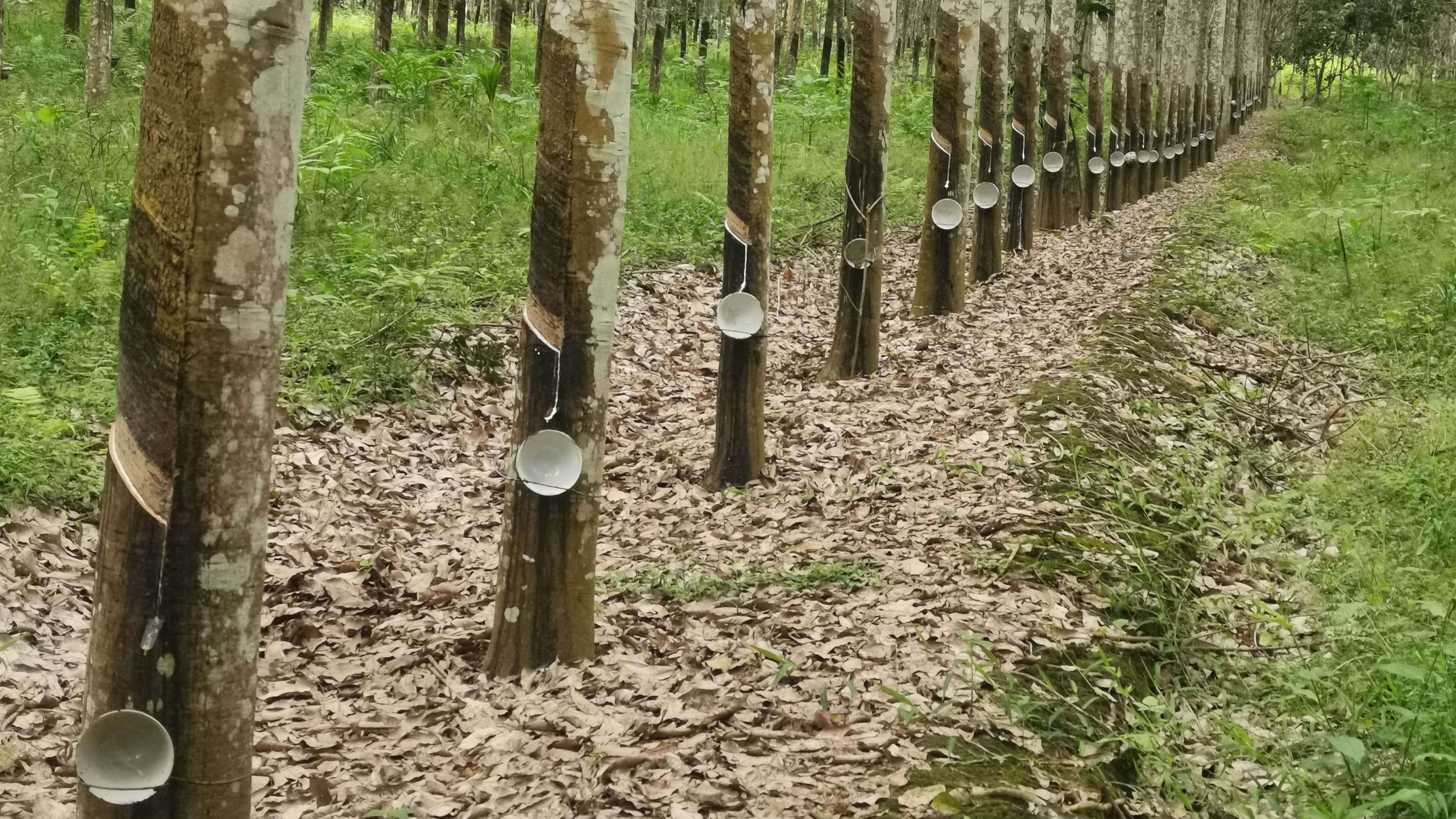 橡胶树高产高效栽培示范园