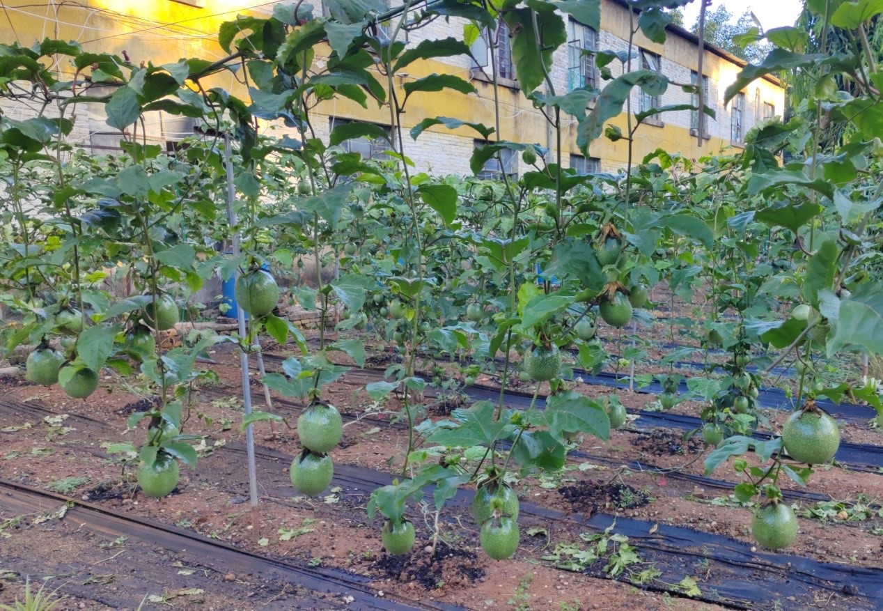 西番莲种质资源杂交圃