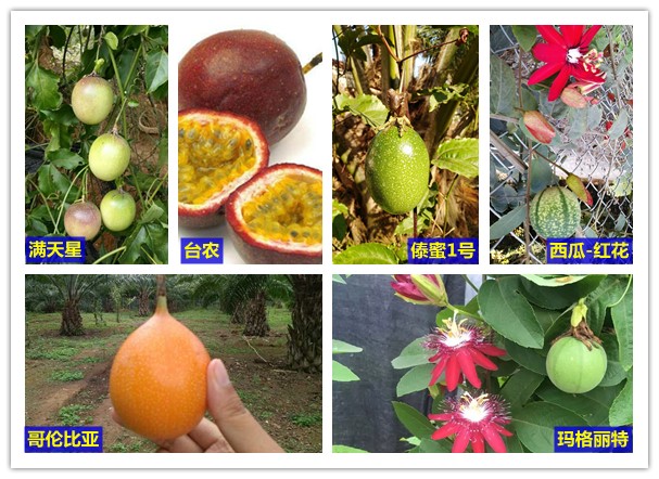 西番莲种质资源图展