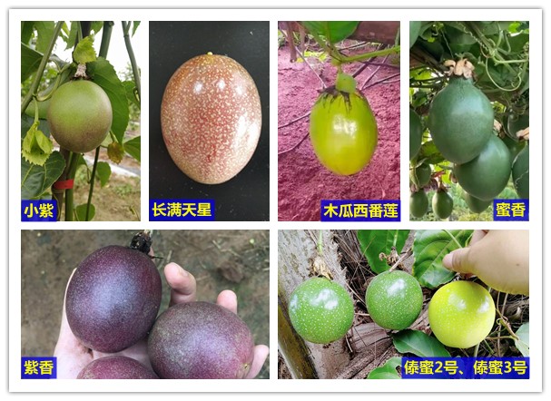 西番莲种质资源图展1