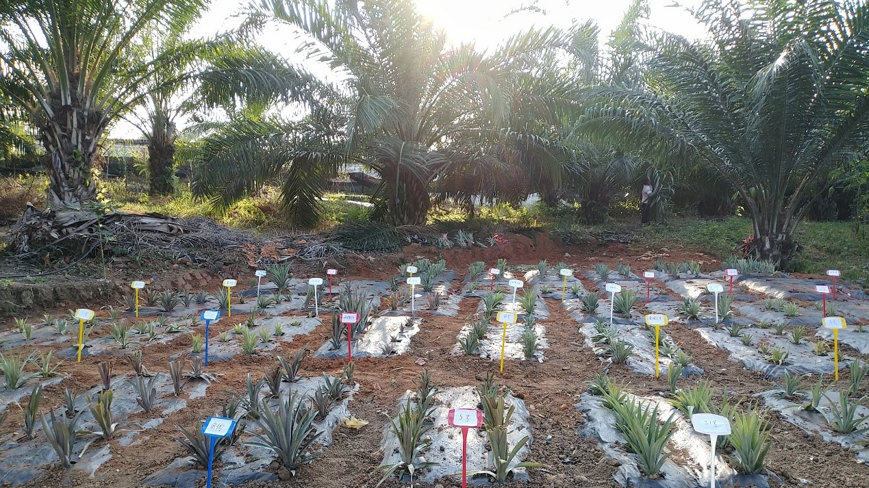 菠萝种质资源活体保存圃