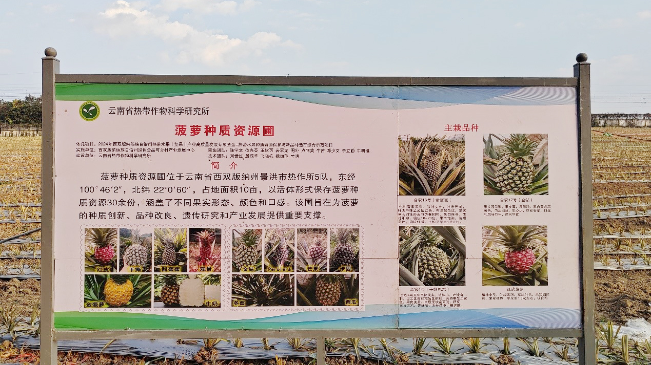 菠萝种质资源圃