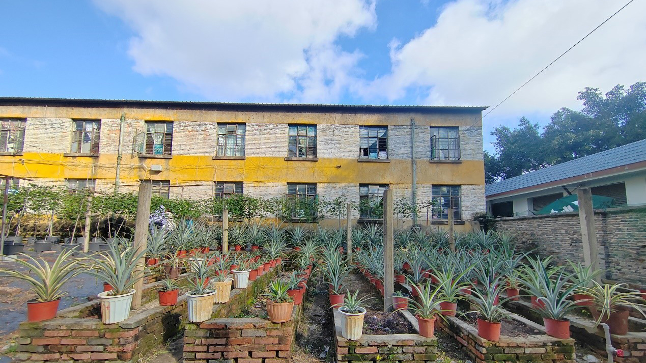 菠萝种质资源杂交圃