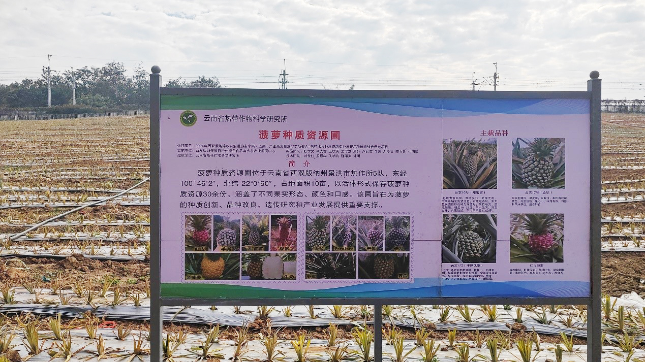 菠萝种质资源圃1