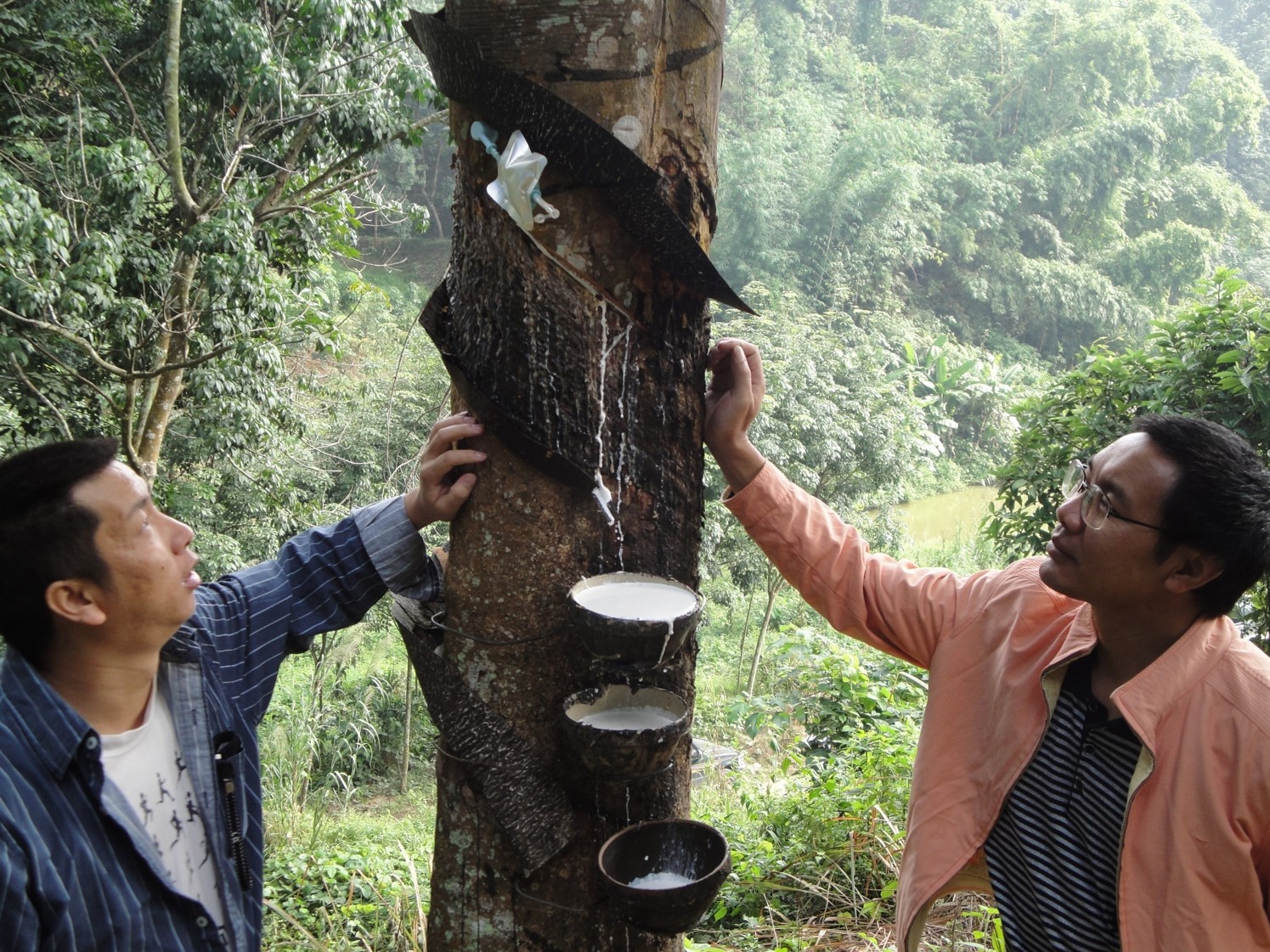 橡胶树气刺割胶采胶