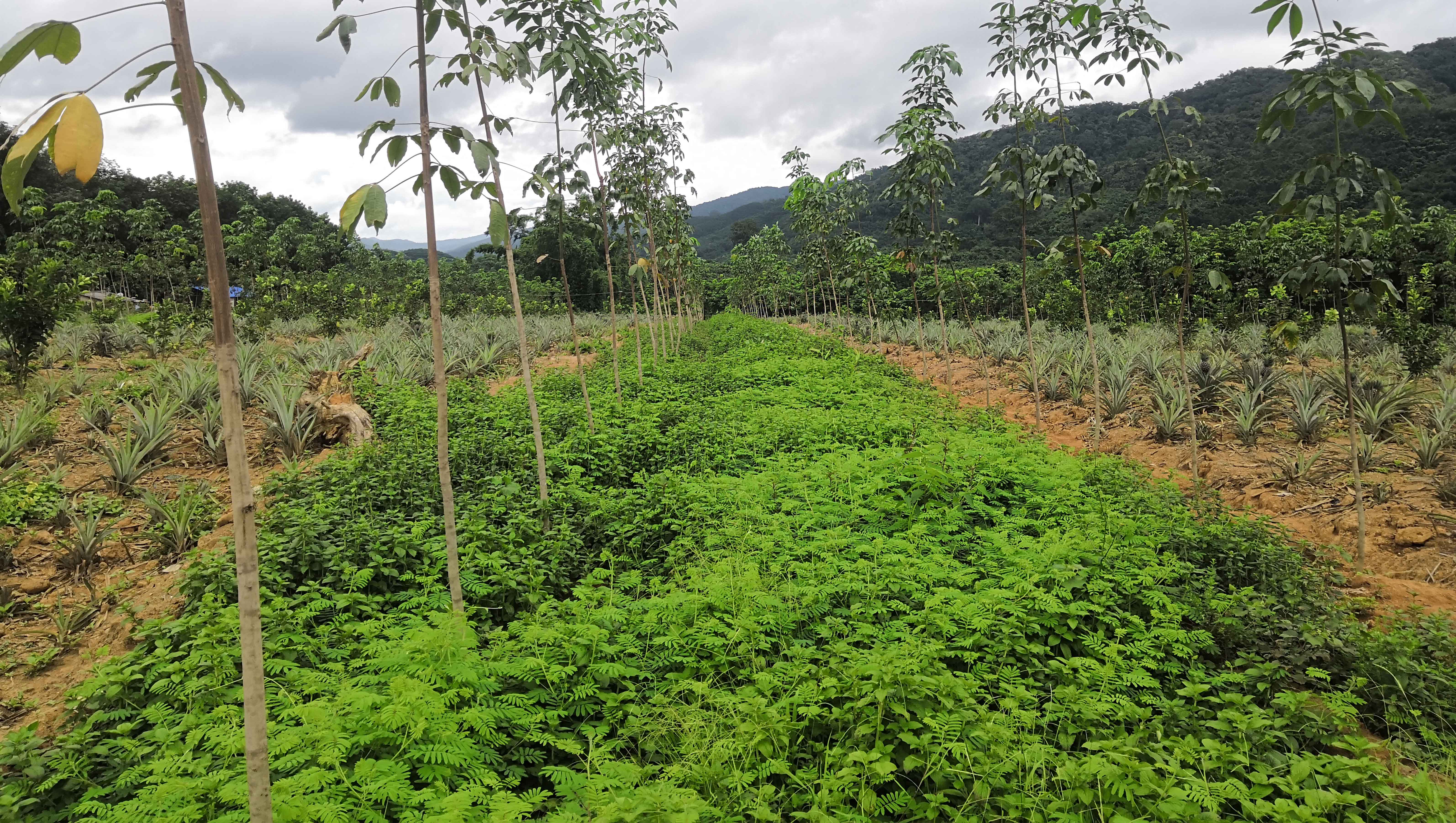 新型种植材料推广