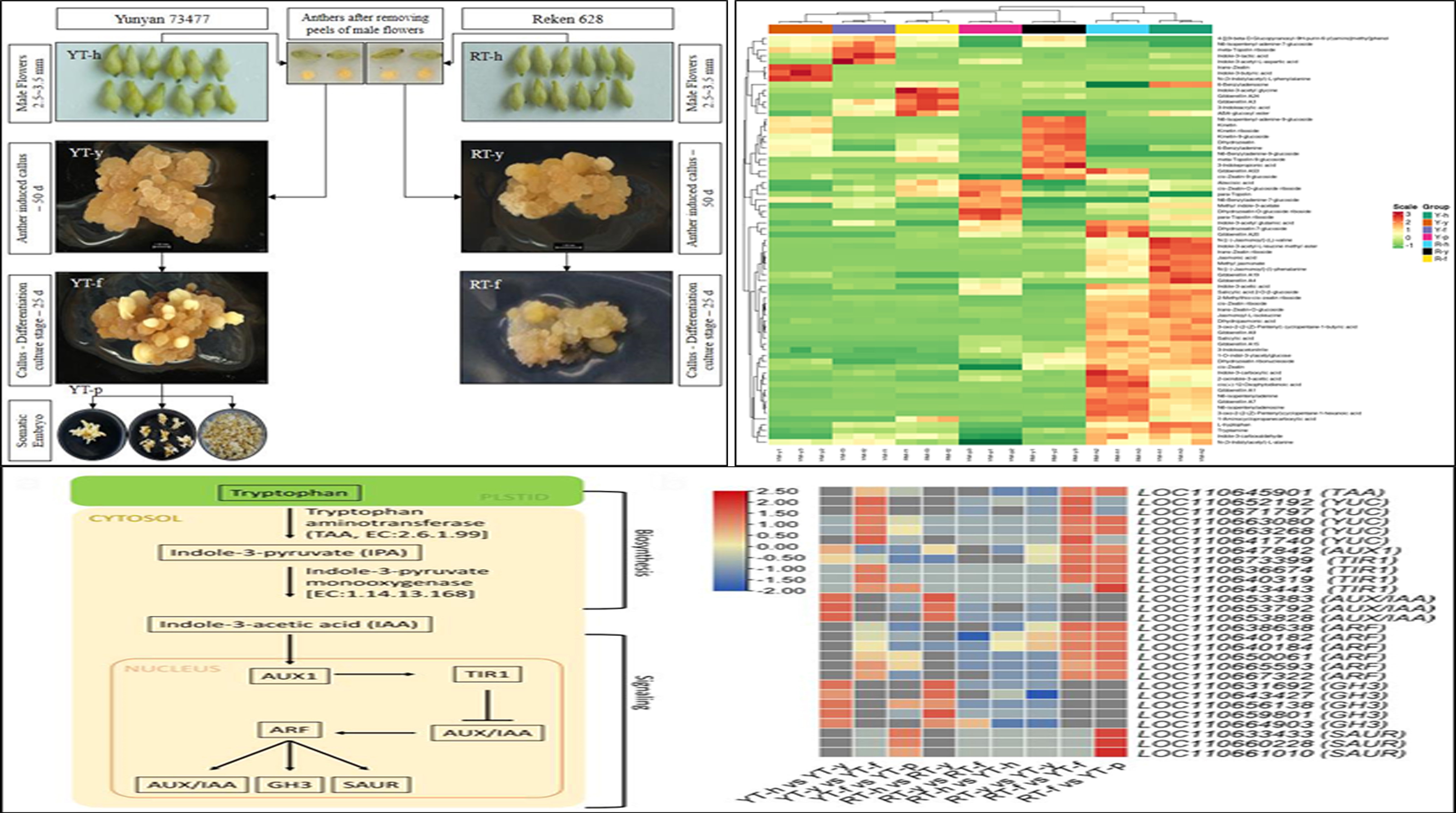 橡胶树体胚发生机制研究