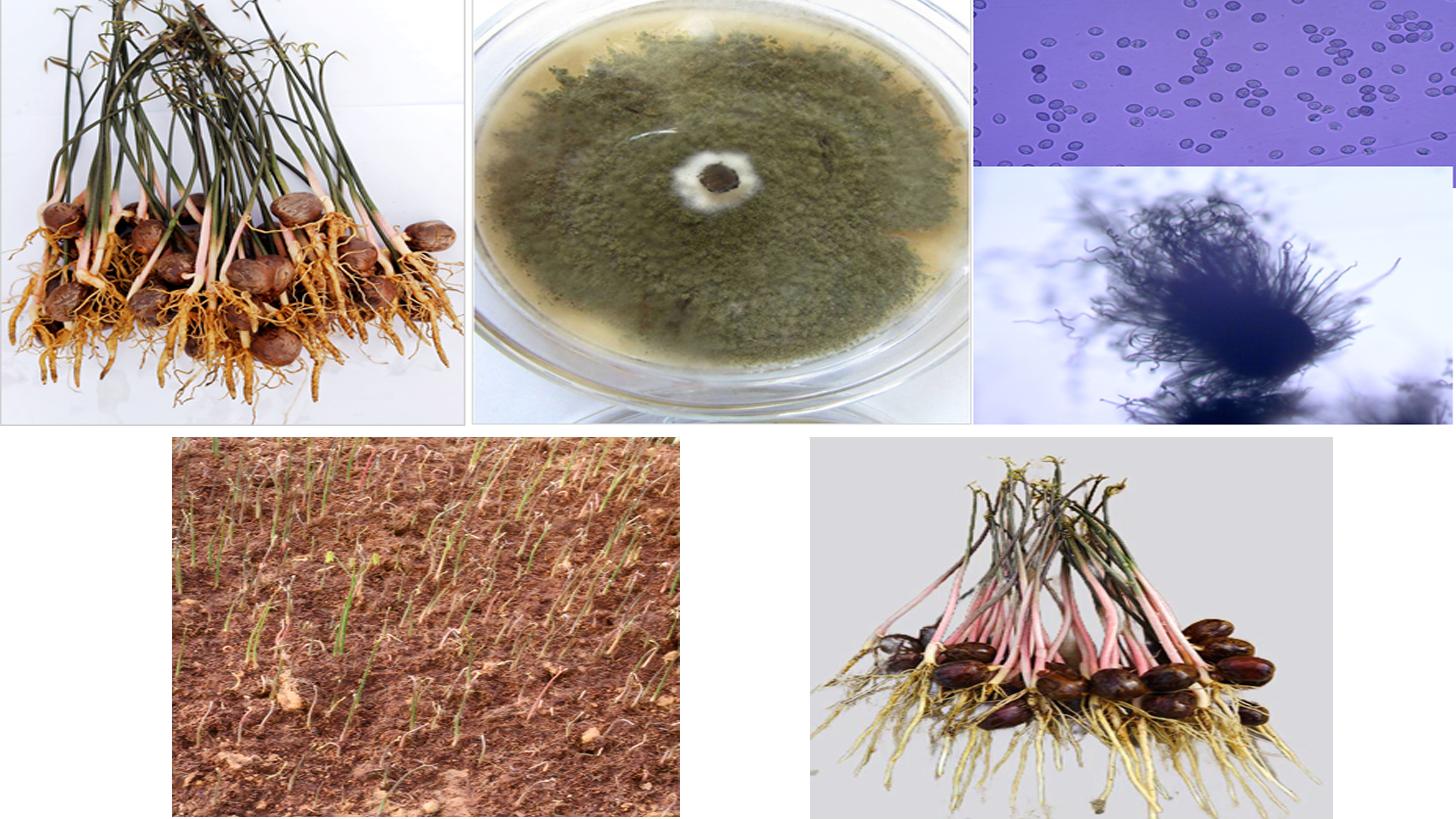 橡胶种苗病害研究与防治