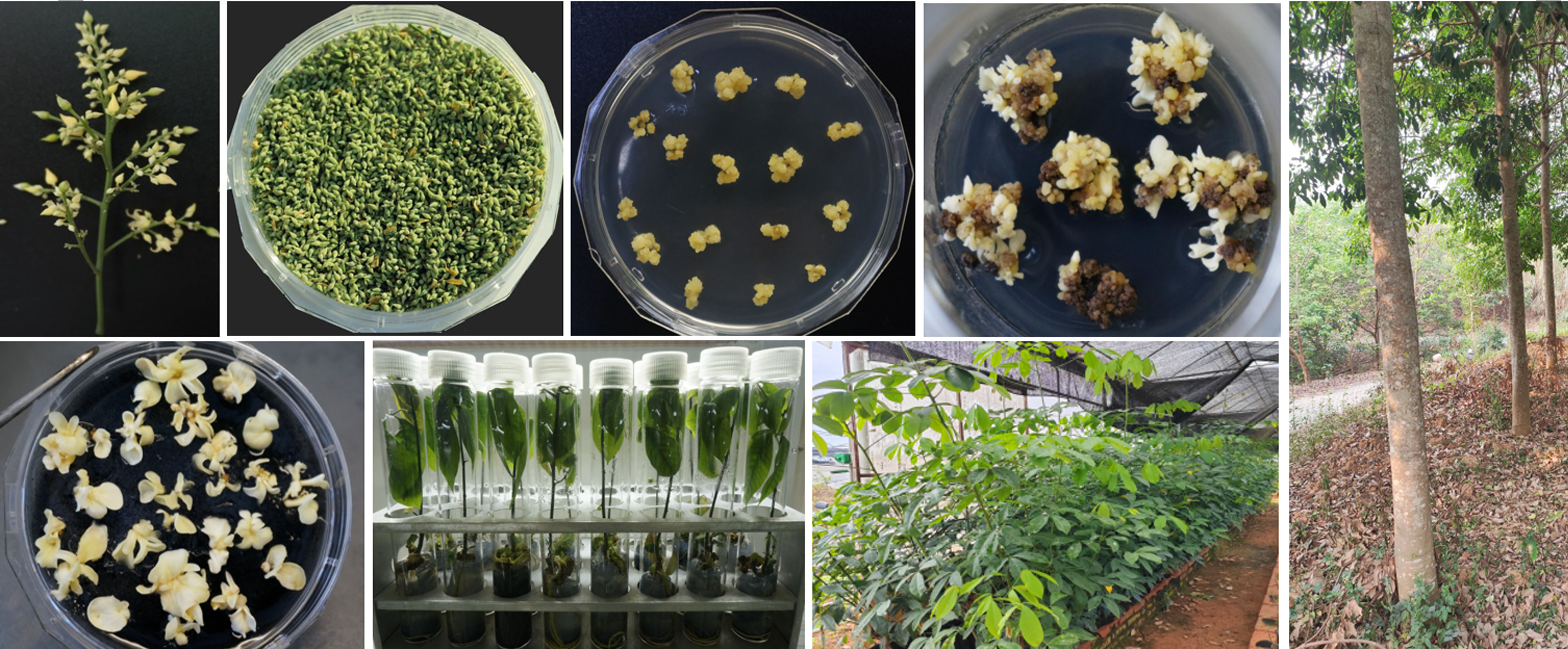 橡胶树花药体胚植株繁育过程