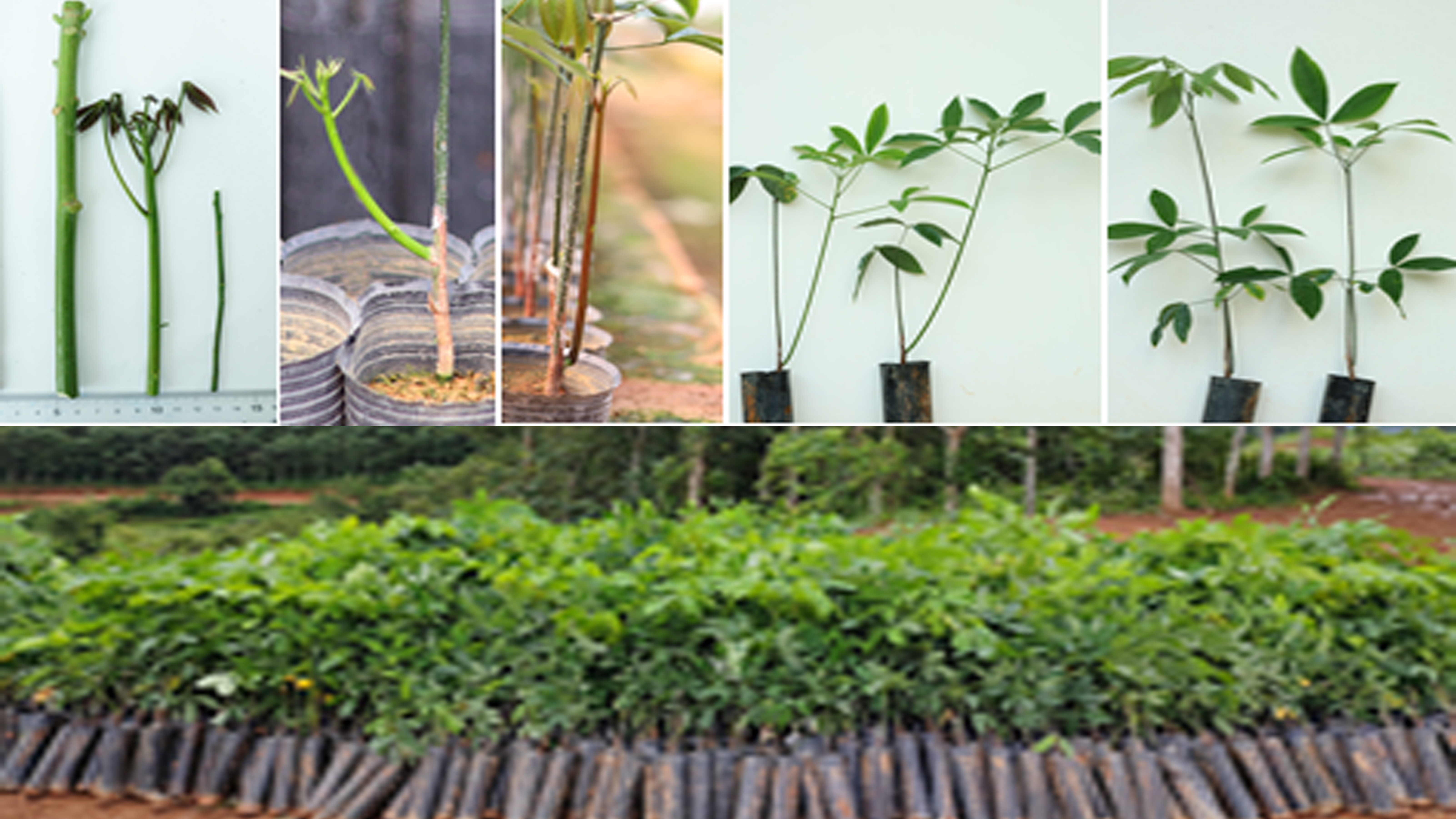 橡胶树幼嫩芽条及幼态微型芽条籽苗芽接