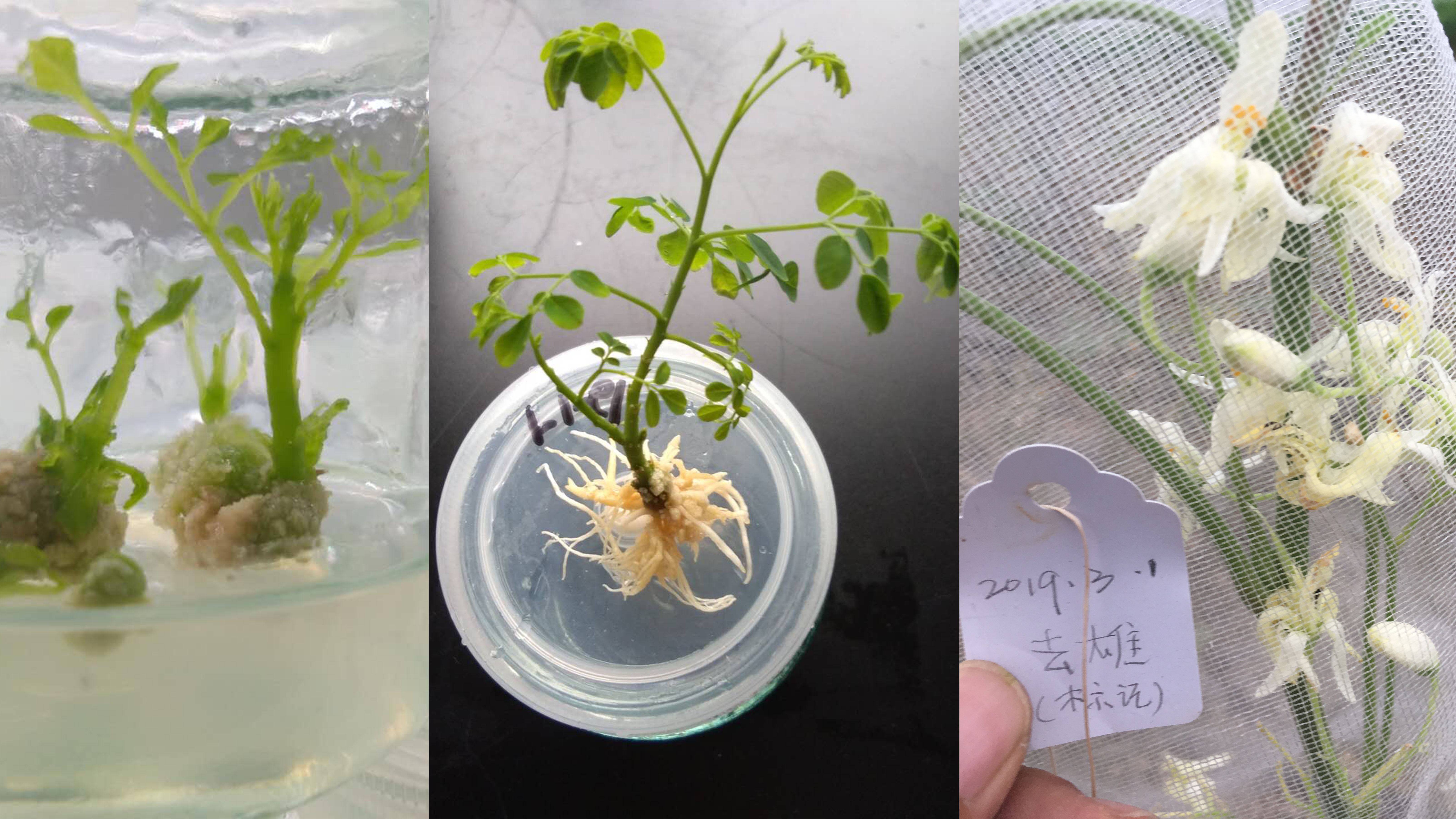 辣木组培、品种选育