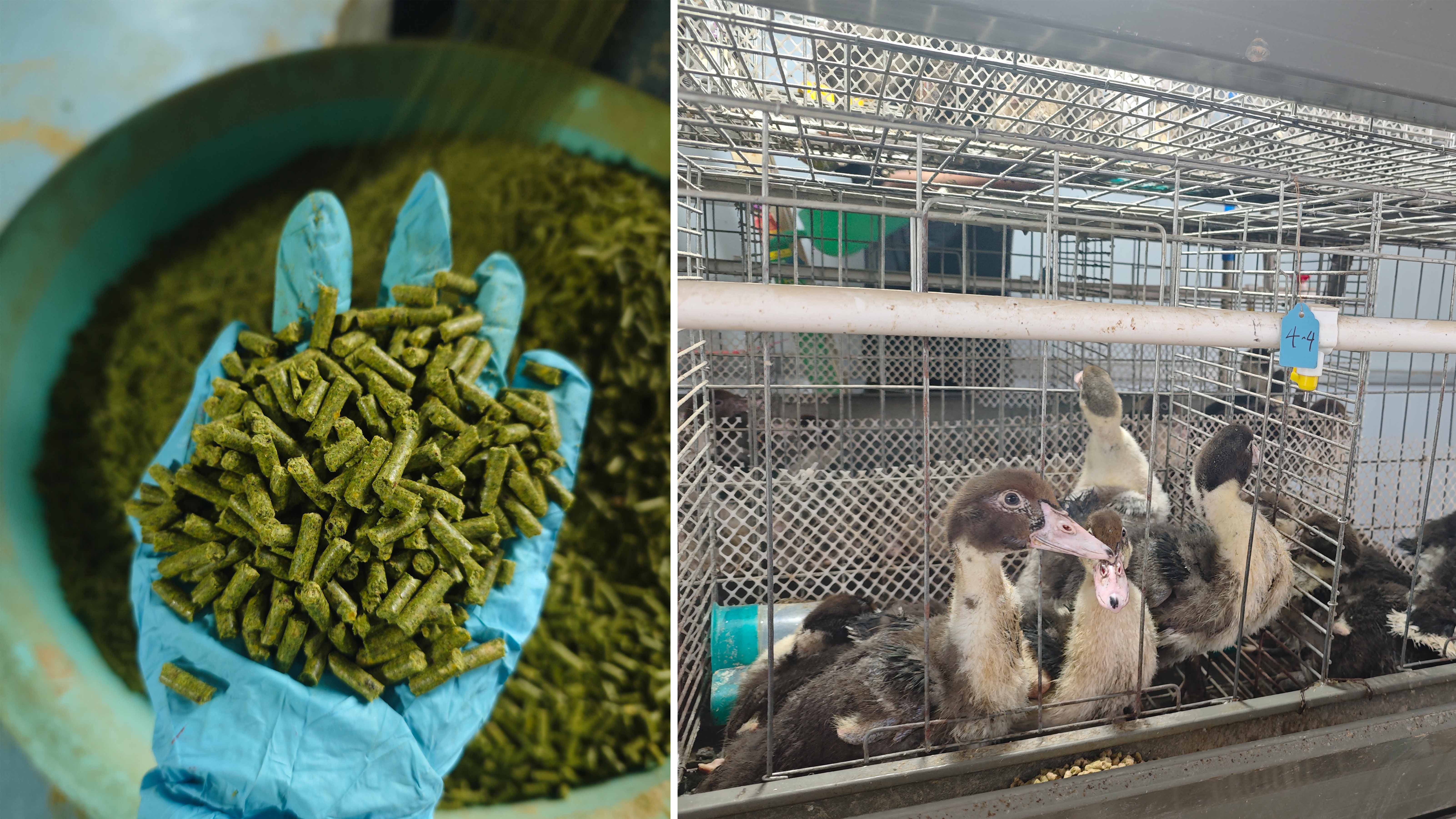 辣木饲料研发及评价