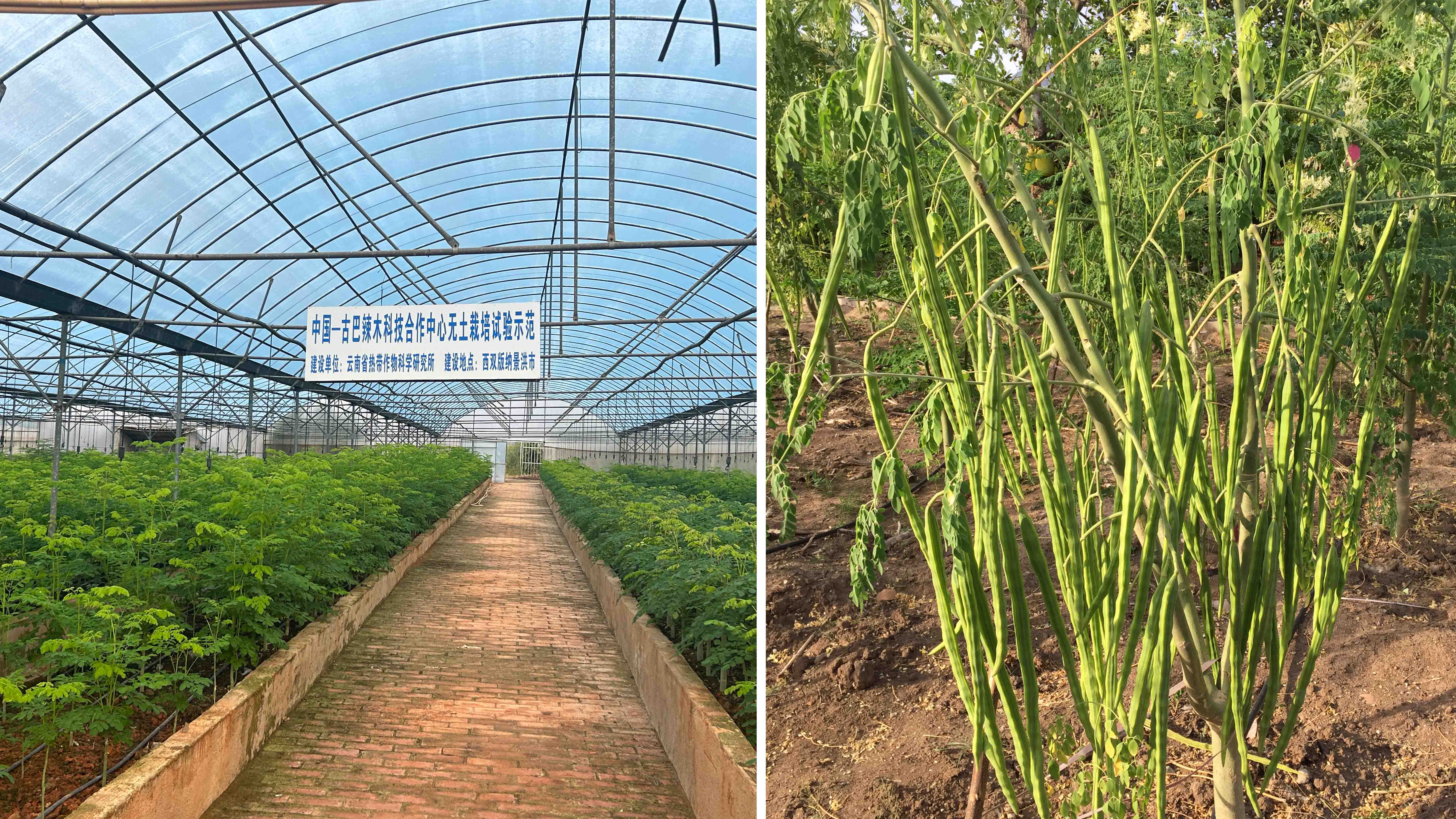 辣木无土化栽培试验示范